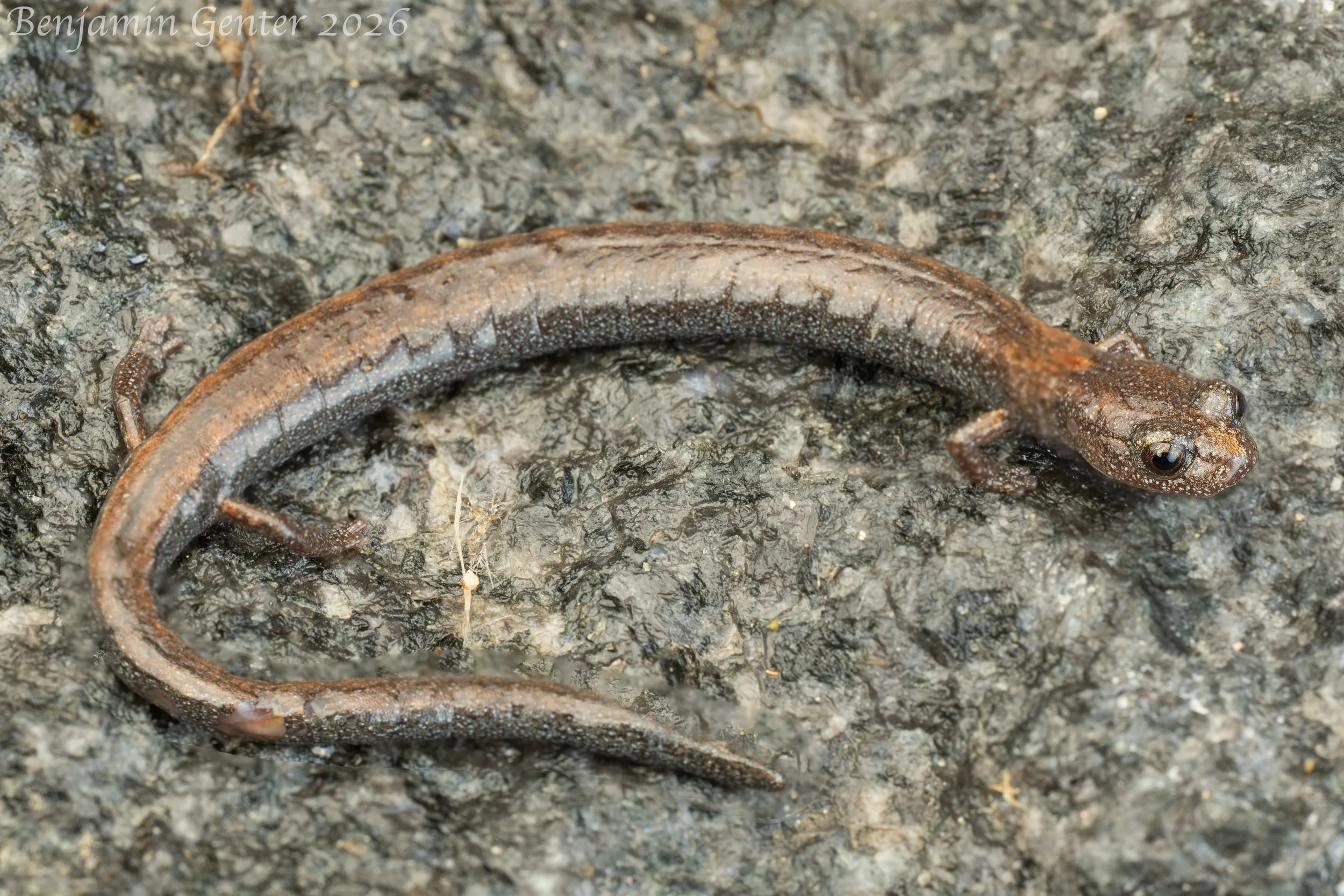 Gregarious Slender Salamander (Batrachoseps gregarius)