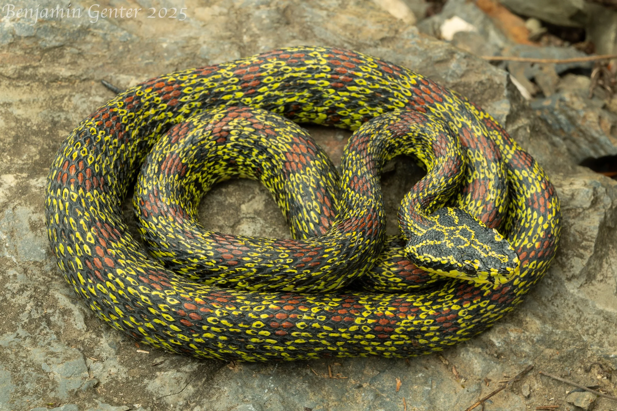 Jerdon's Pitviper (Protobothrops jerdonii)