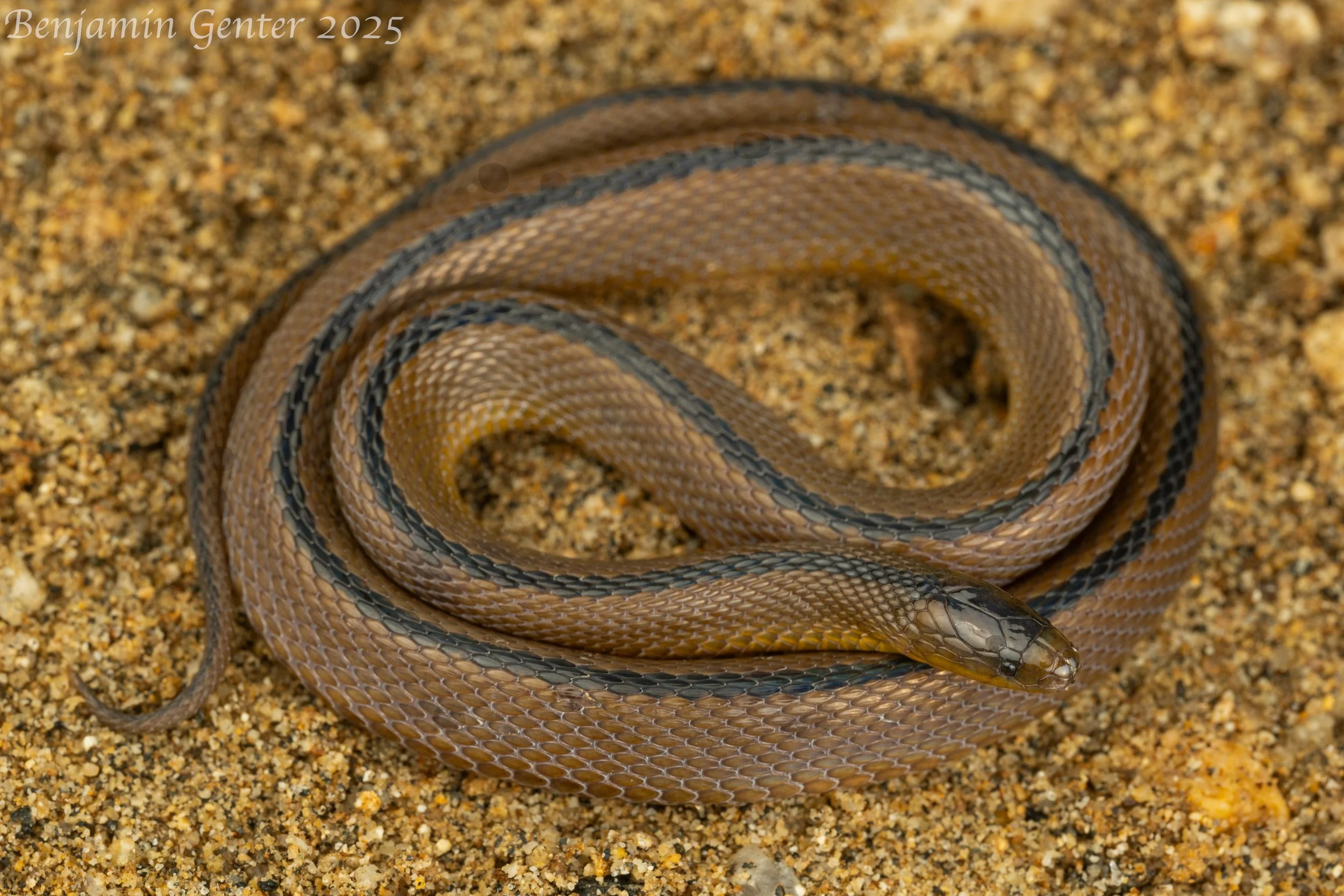 Dabie Mountains Odd-scaled Snake (Achalinus dabieshanensis)