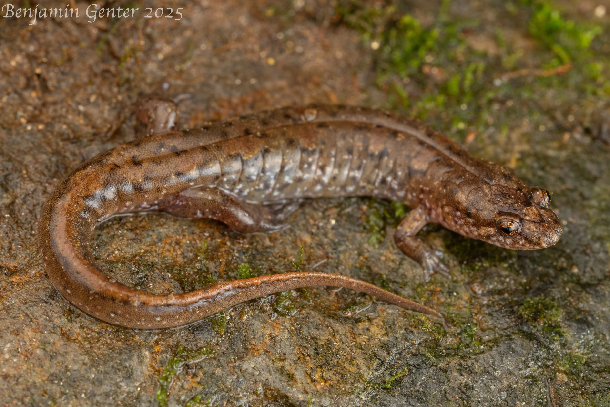 Max Patch Dusky Salamander (Desmognathus tilleyi)