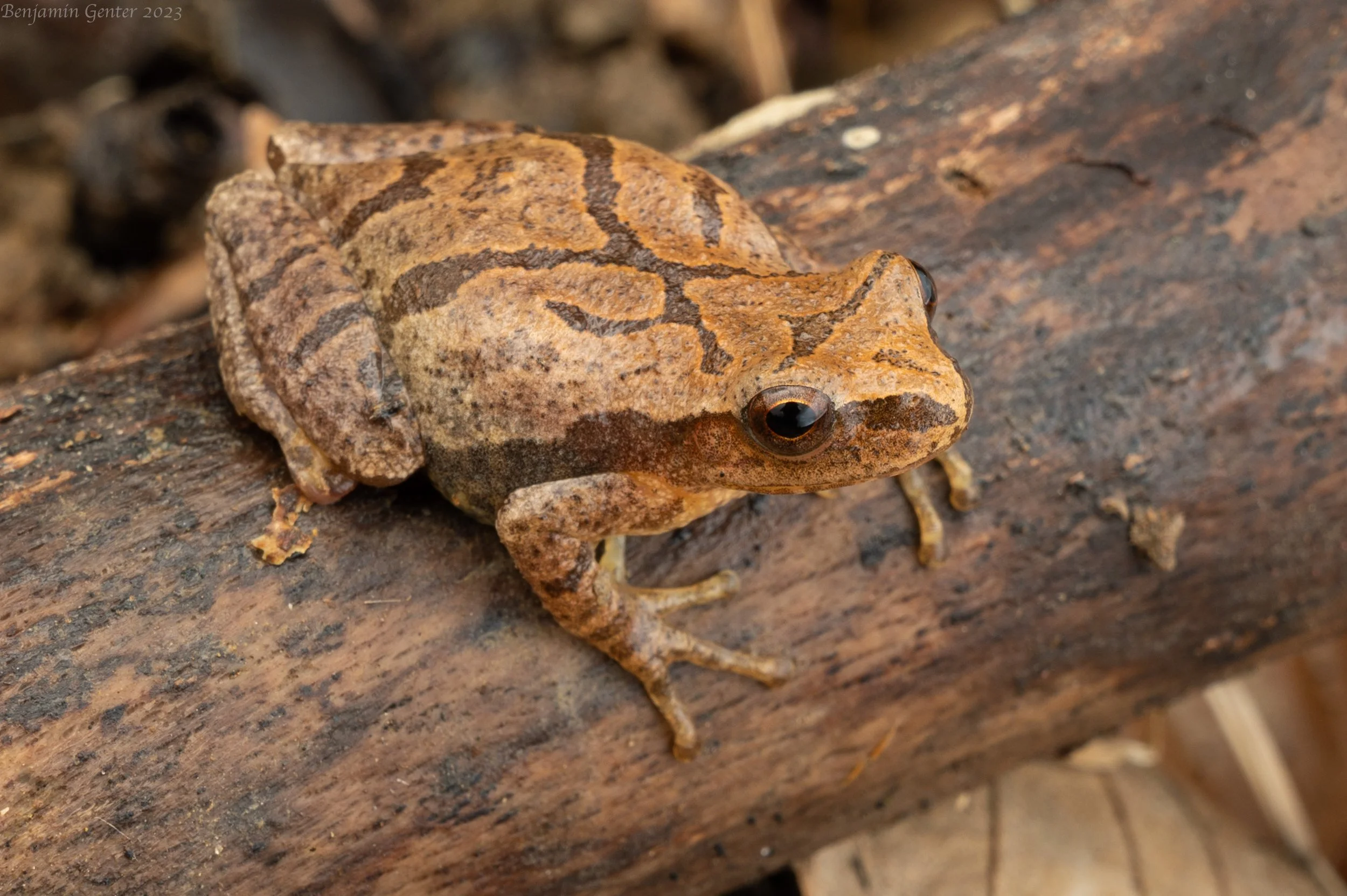 Spring Peeper (Pseudacris crucifer)