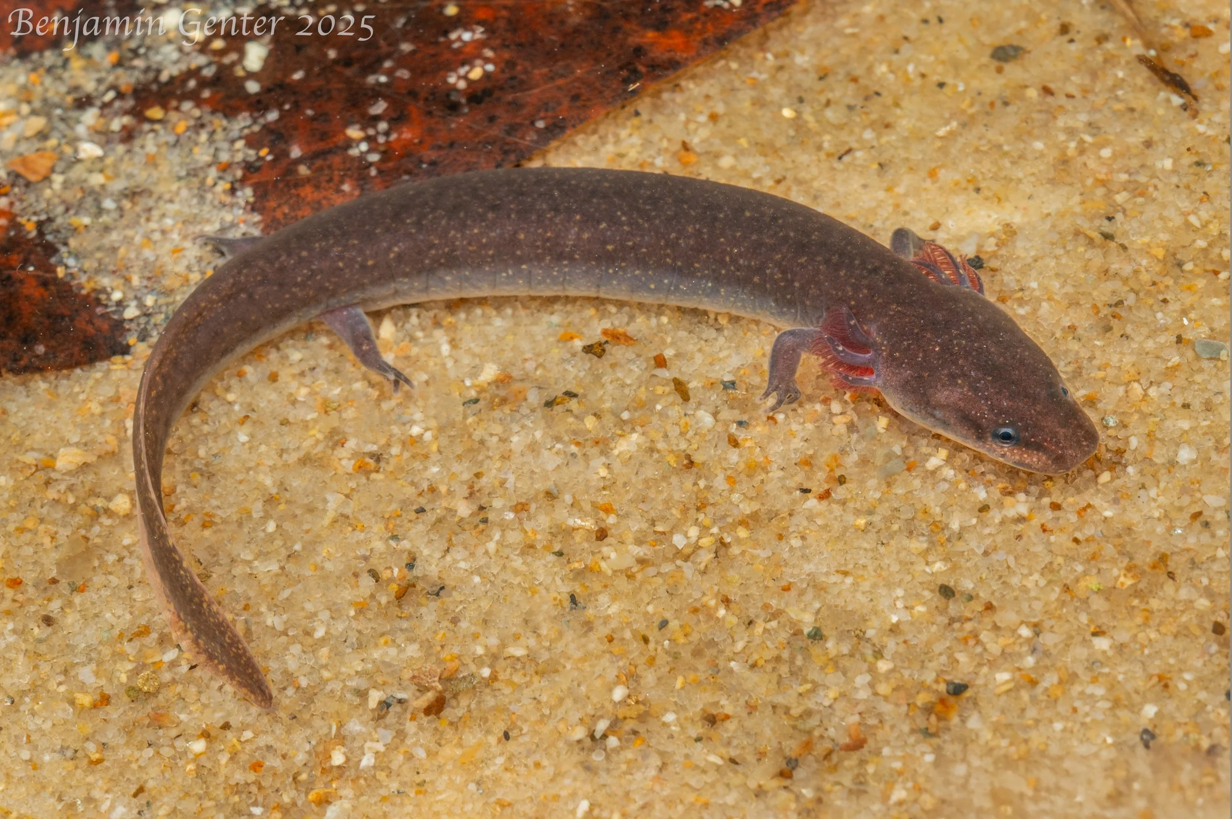 Dwarf Waterdog (Necturus punctatus)