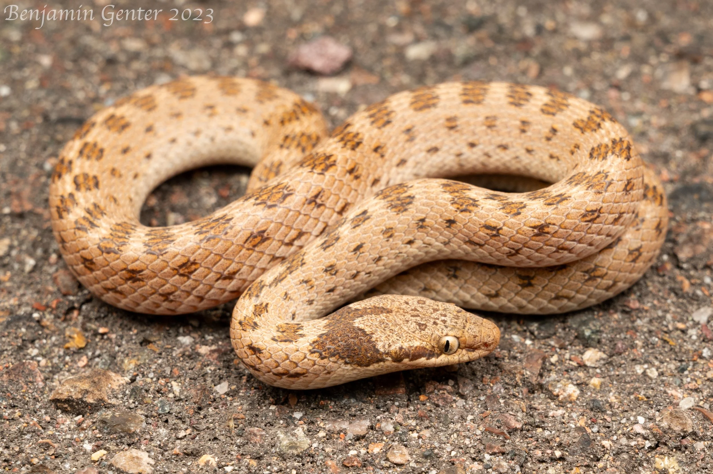 Desert Nightsnake (Hypsiglena chlorophaea)