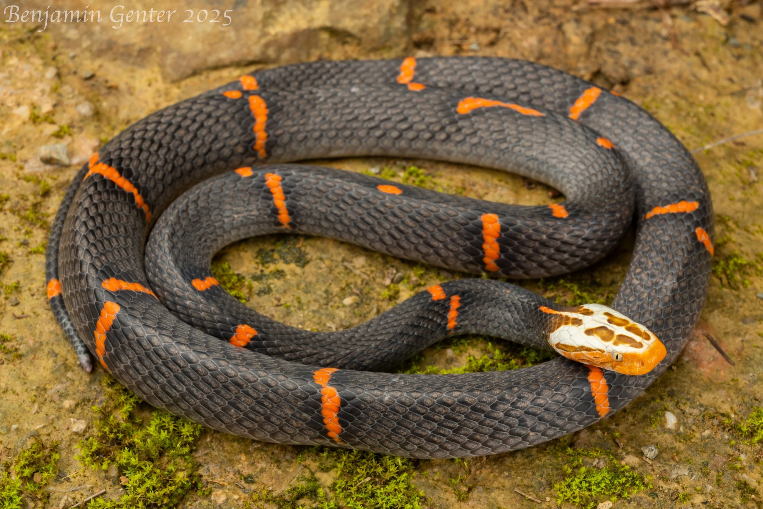 Fea's Viper (Azemiops feae)