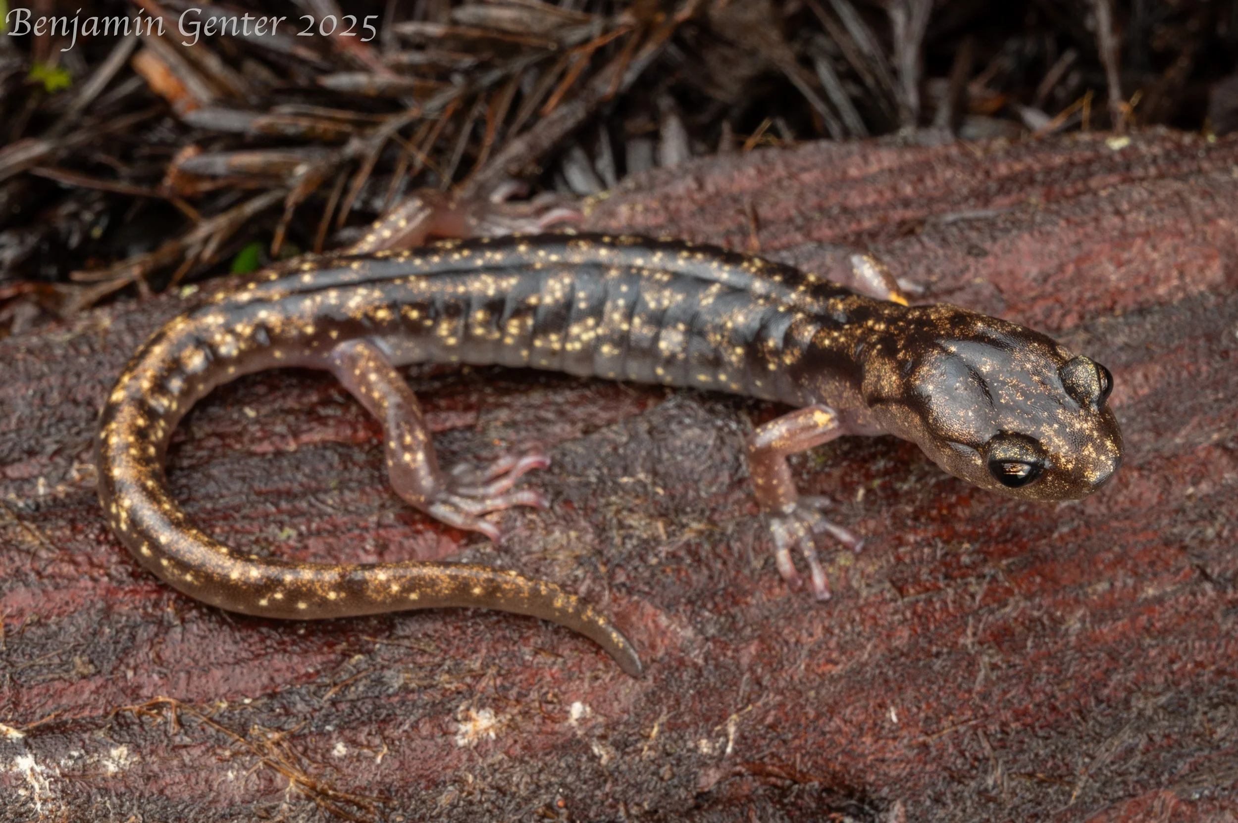 Wandering Salamander (Aneides vagrans)