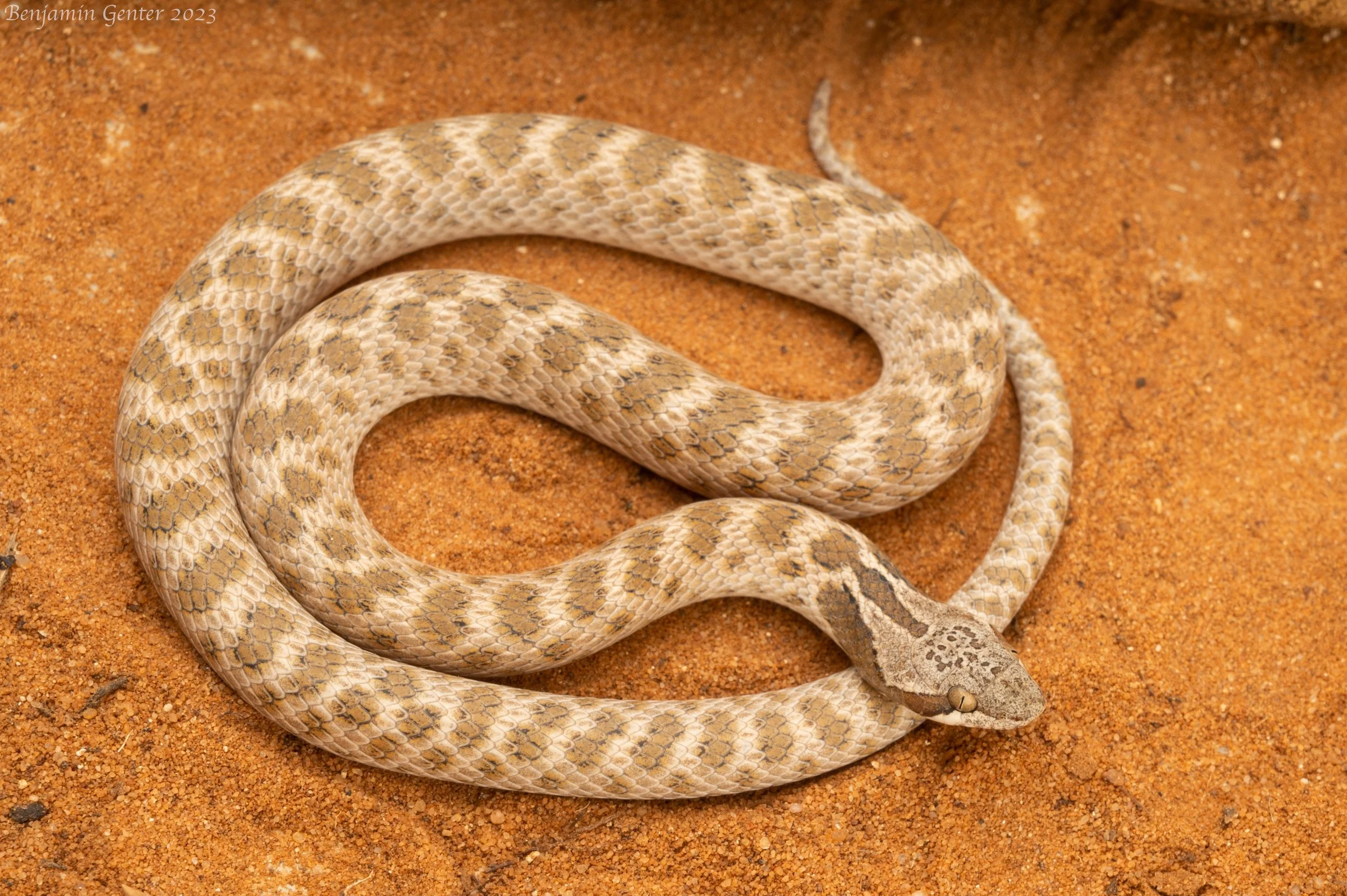 Chihuahuan Nightsnake (Hypsiglena jani)