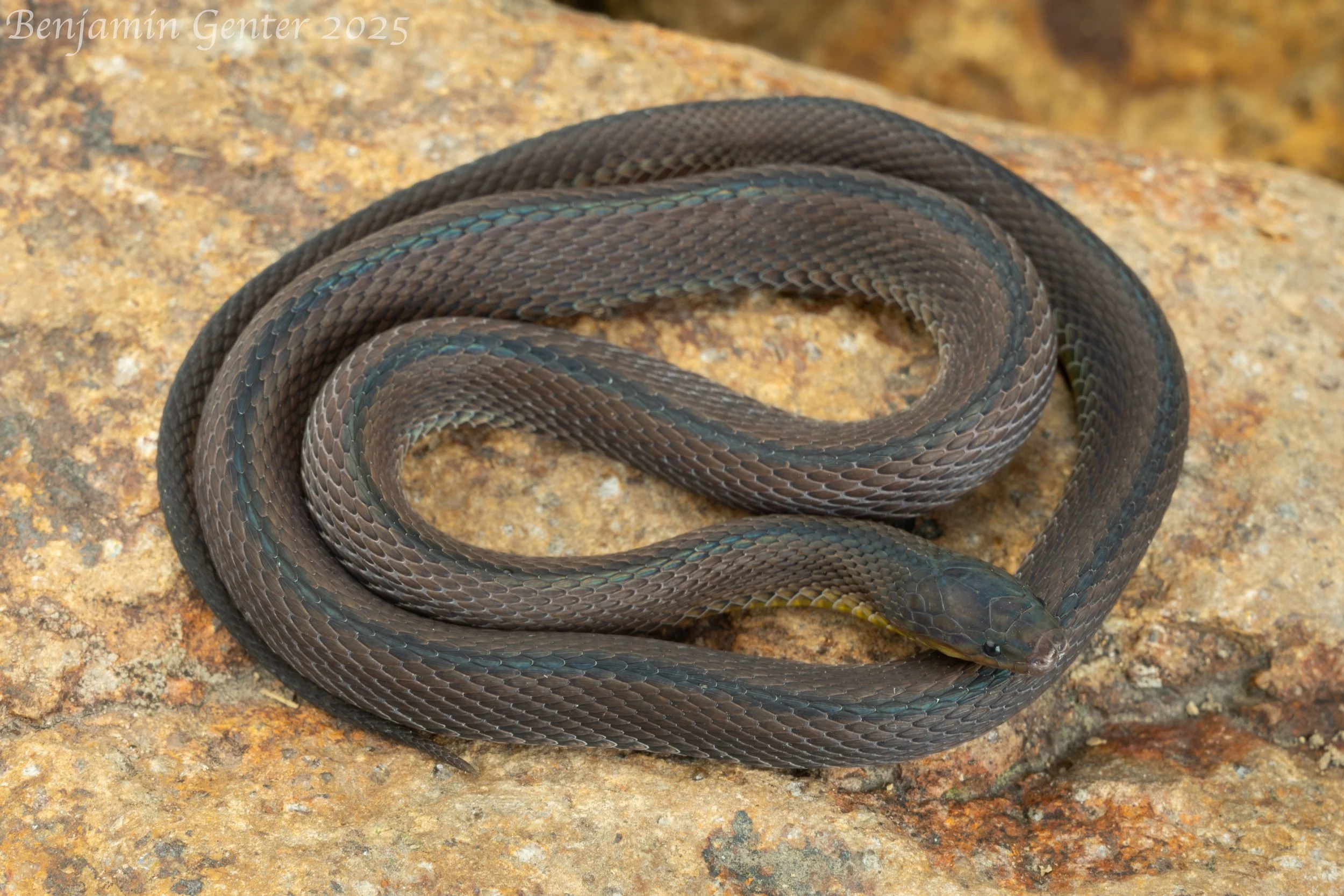 Achalinus huangjietangi