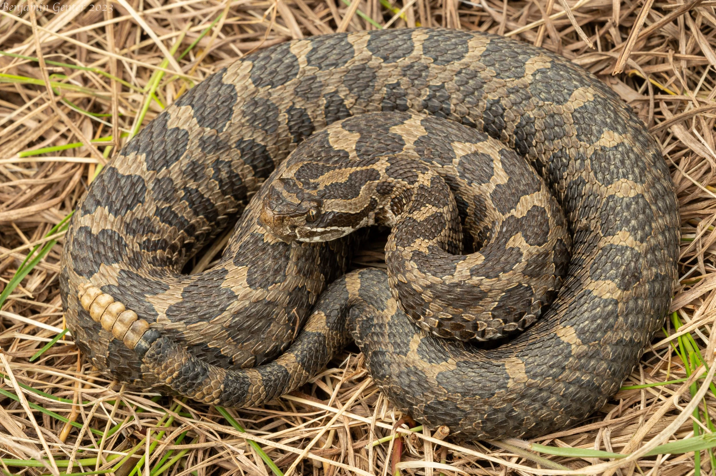Eastern Massasauga (Sistrurus catenatus)