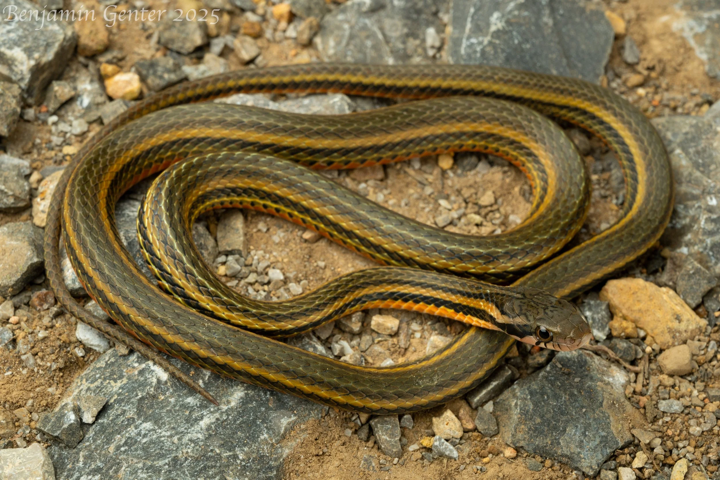Kutkai Keelback (Hebius bitaeniatus)