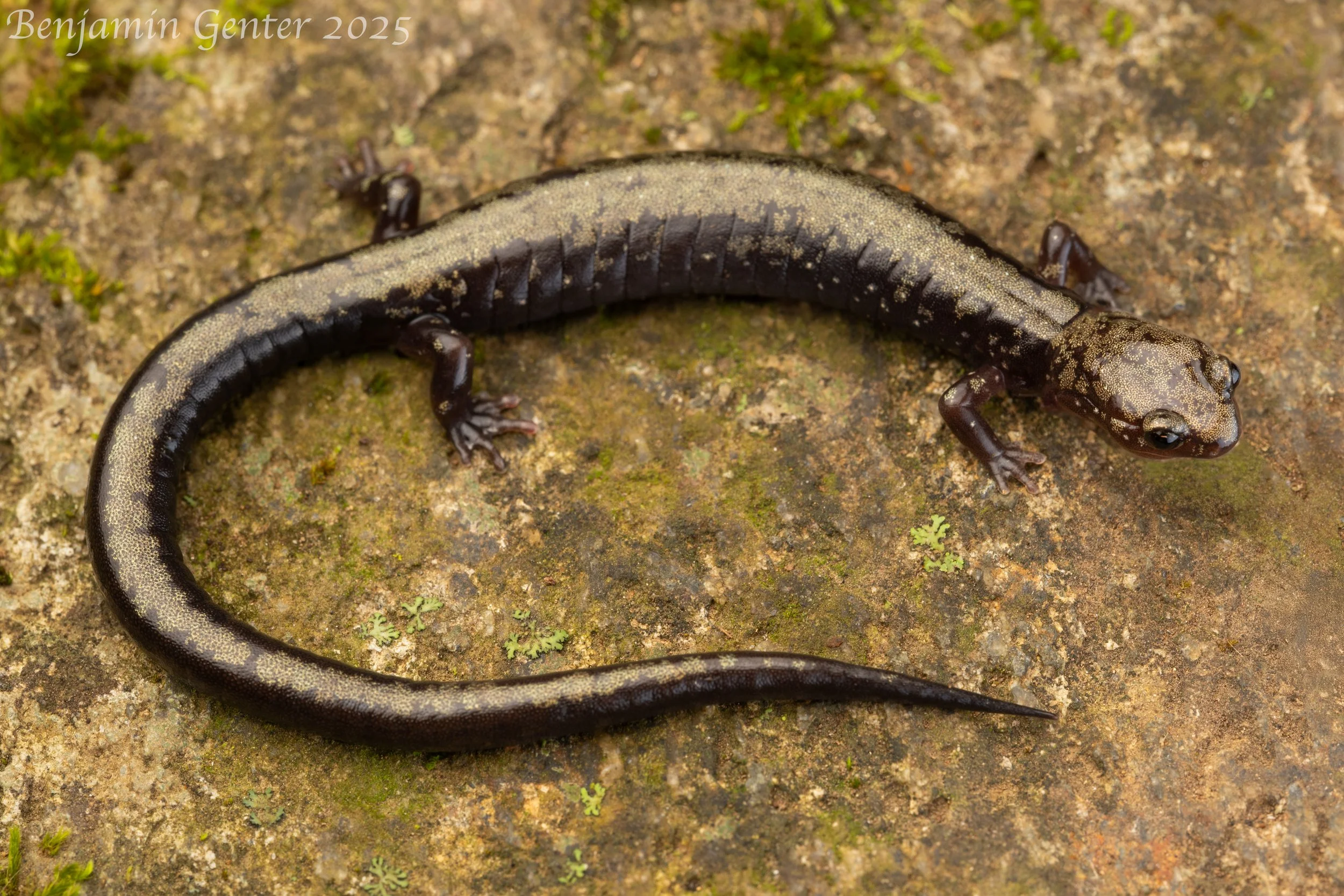 Peaks of Otter Salamander (Plethodon hubrichti)