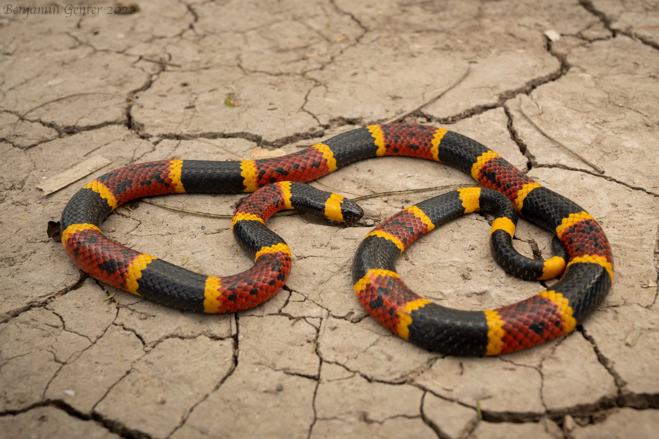 Texas Coralsnake (Micrurus tener)