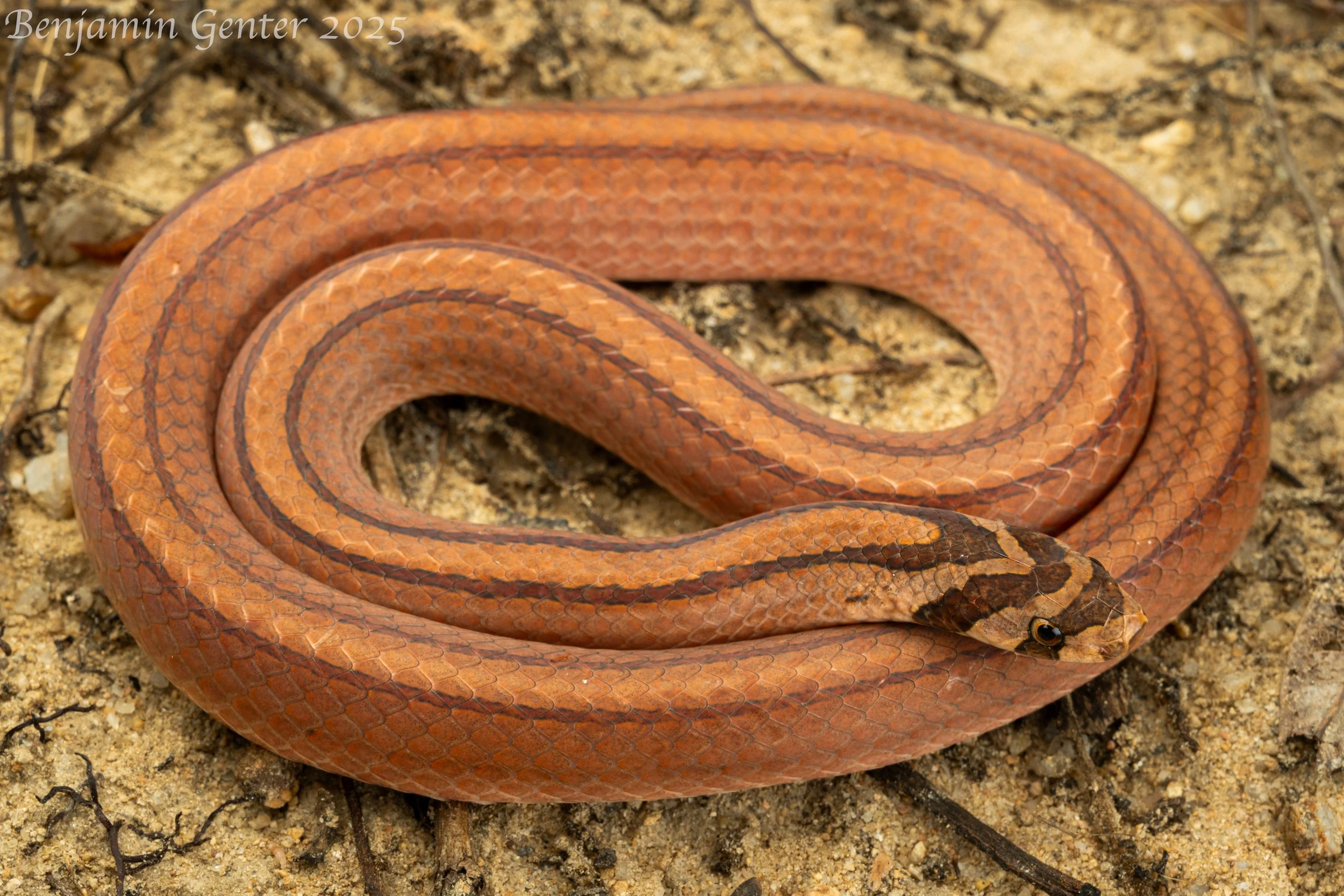 Double-striped Kukri Snake (Oligodon bivirgatus)