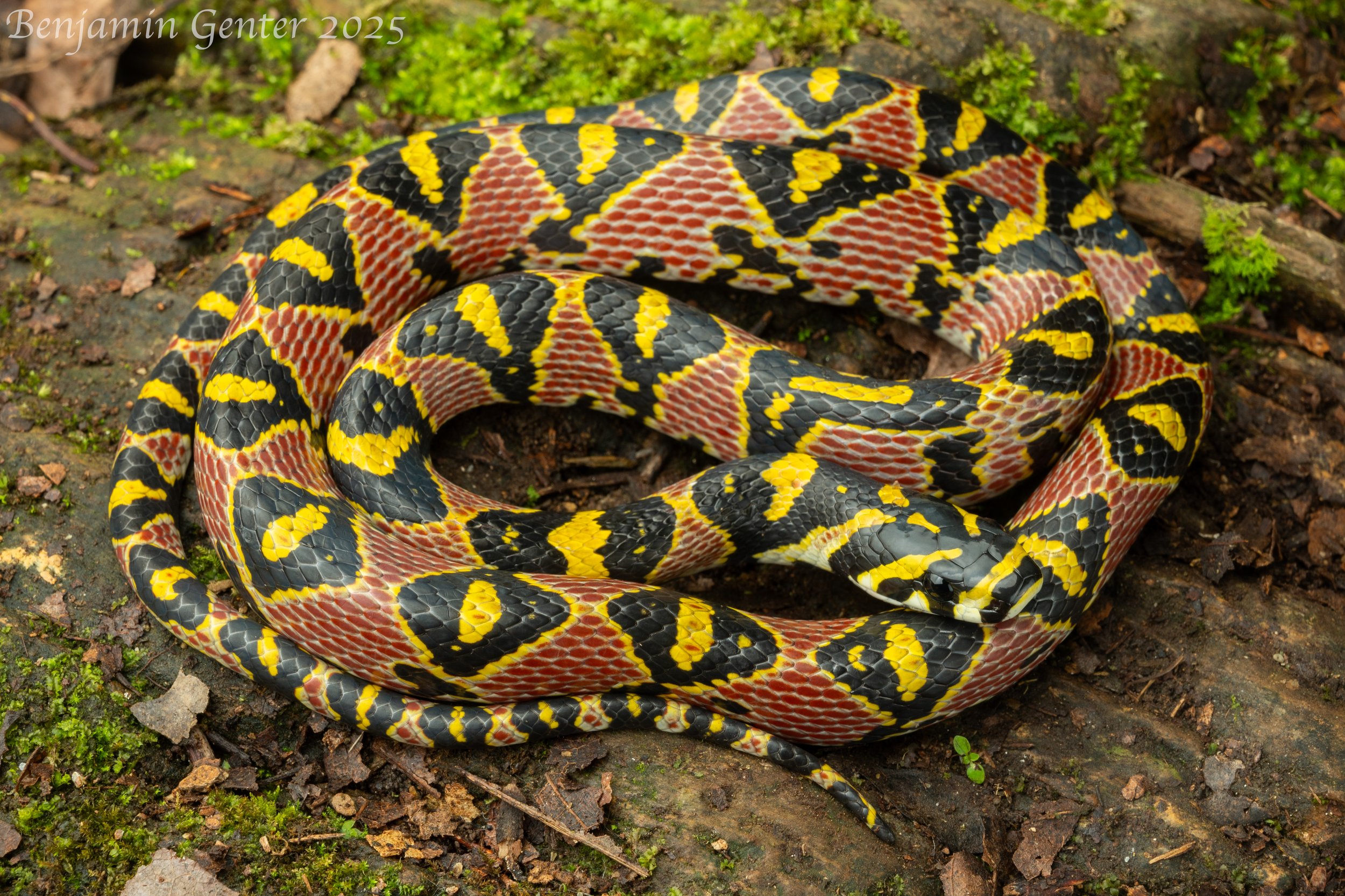 Mandarin Ratsnake (Euprepiophis mandarina)