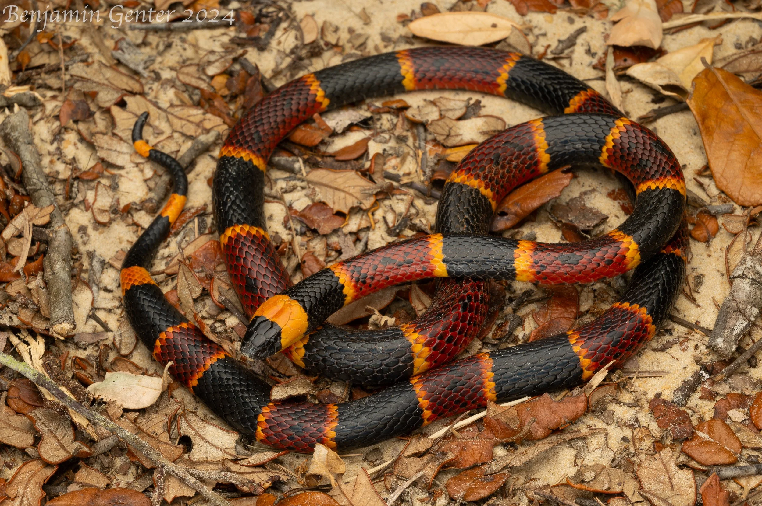 Harlequin Coralsnake (Micrurus fulvius)