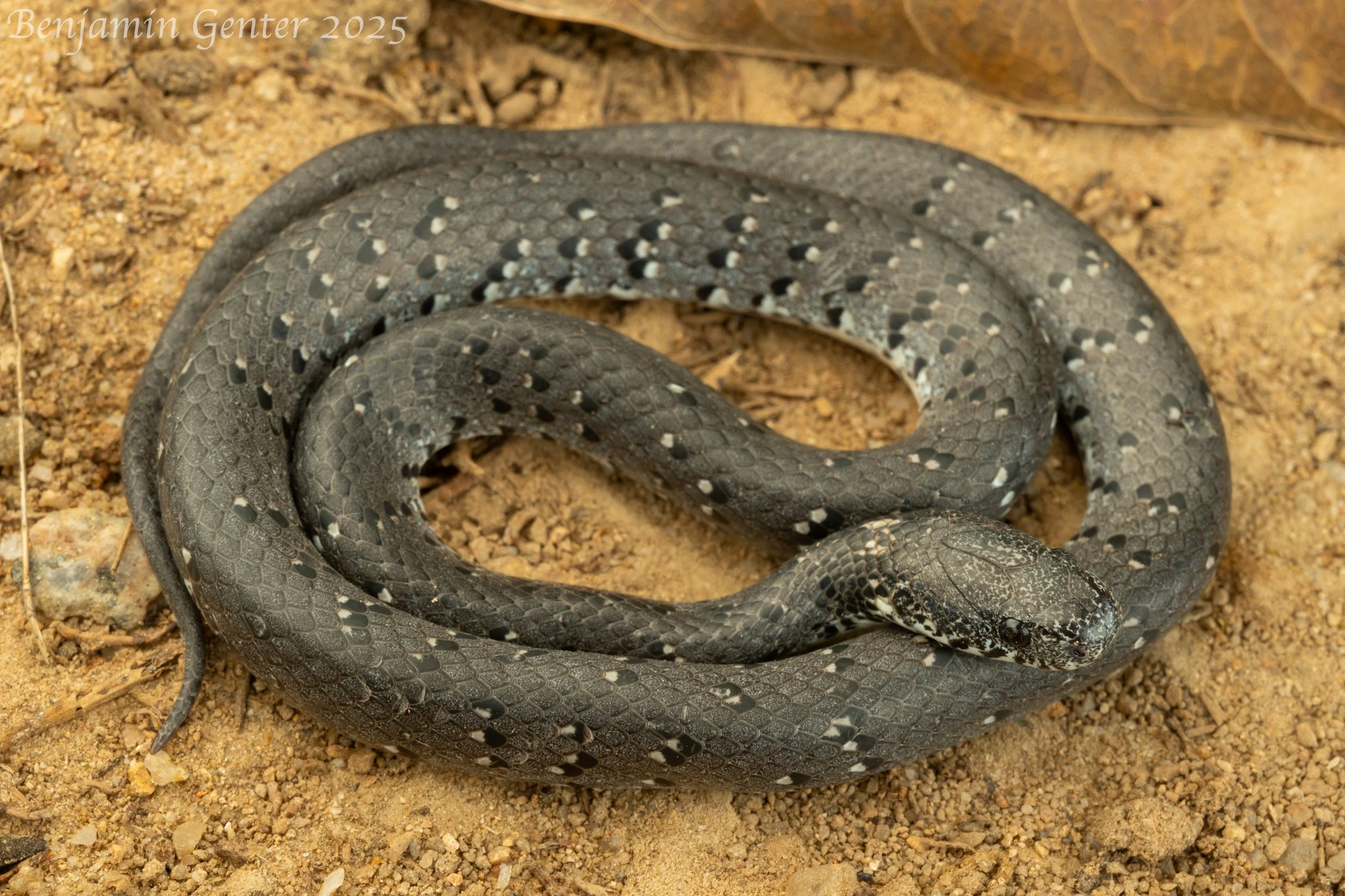 White-spotted Slug Snake (Pareas margaritophorus)