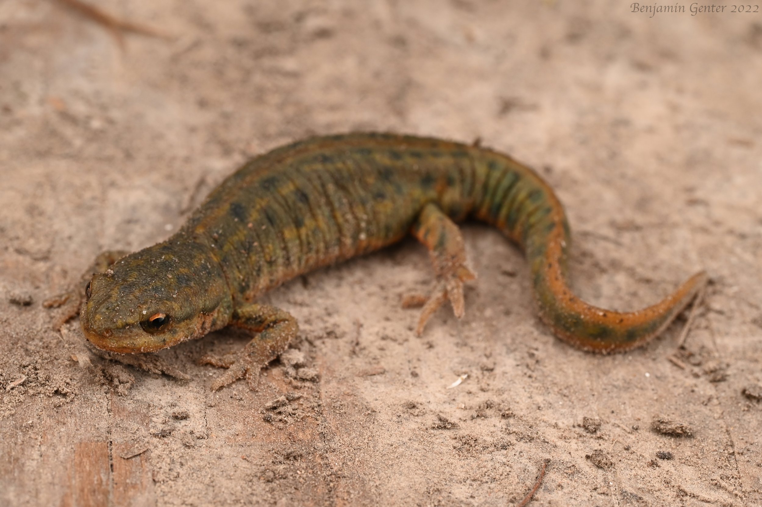 Black-spotted Newt (Notophthalmus meridionalis)