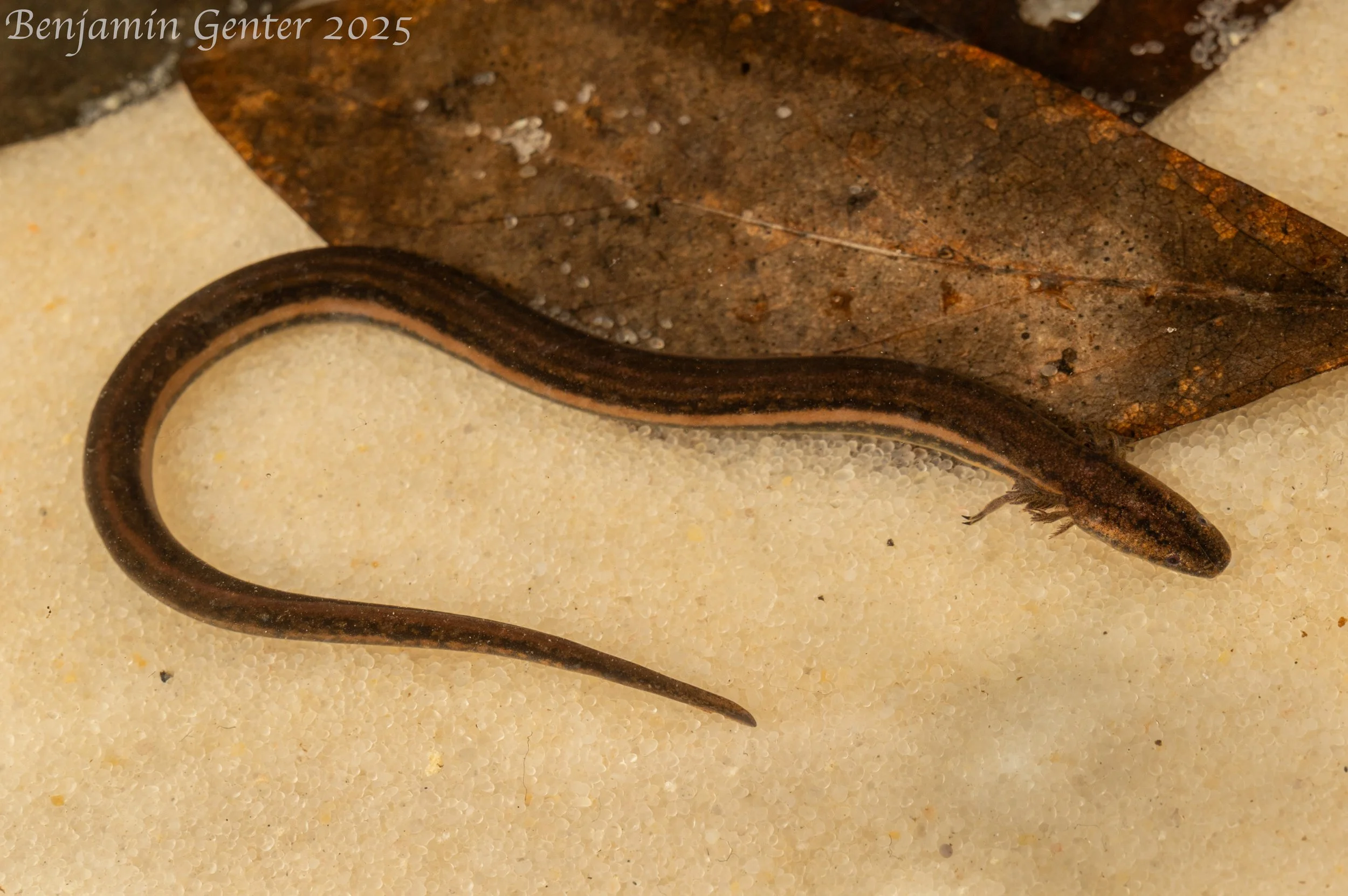 Northern Dwarf Siren (Pseudobranchus striatus)