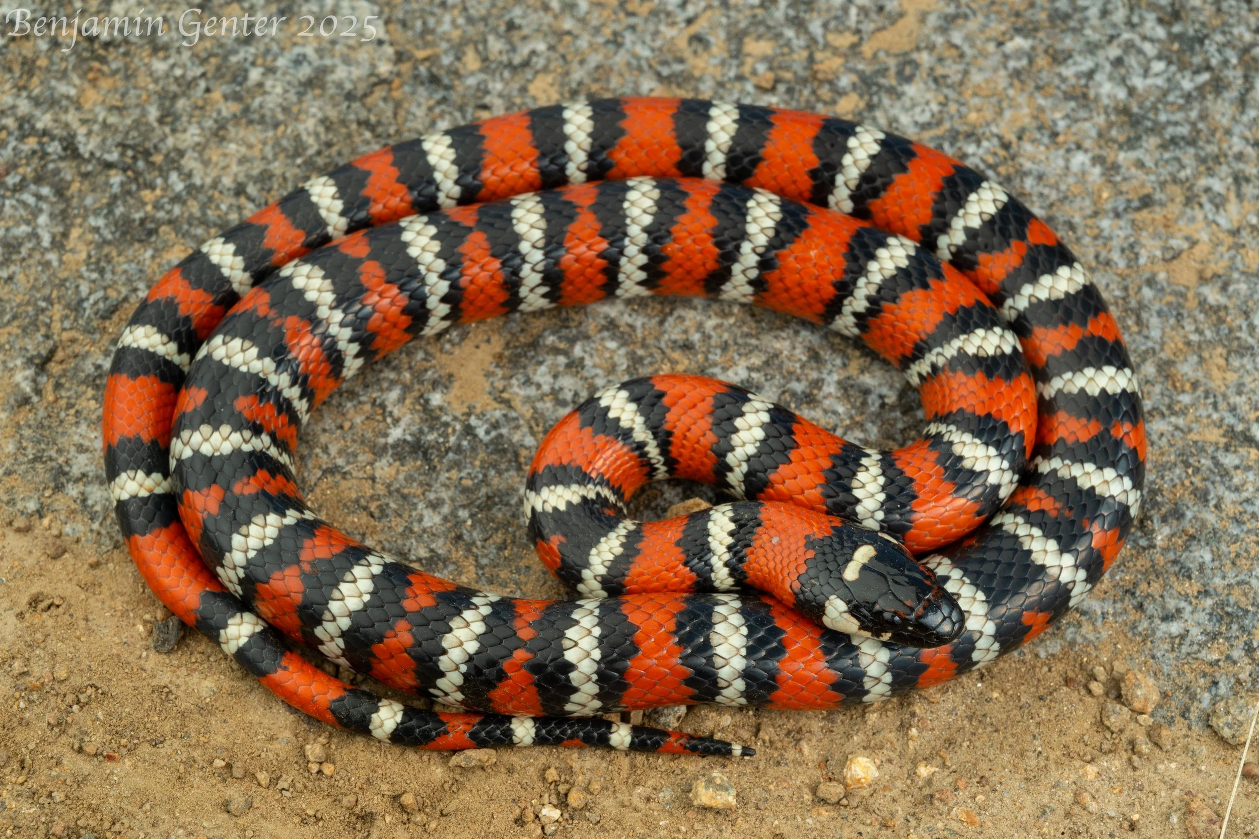 "San Diego" Mountain Kingsnake (Lampropeltis zonata)