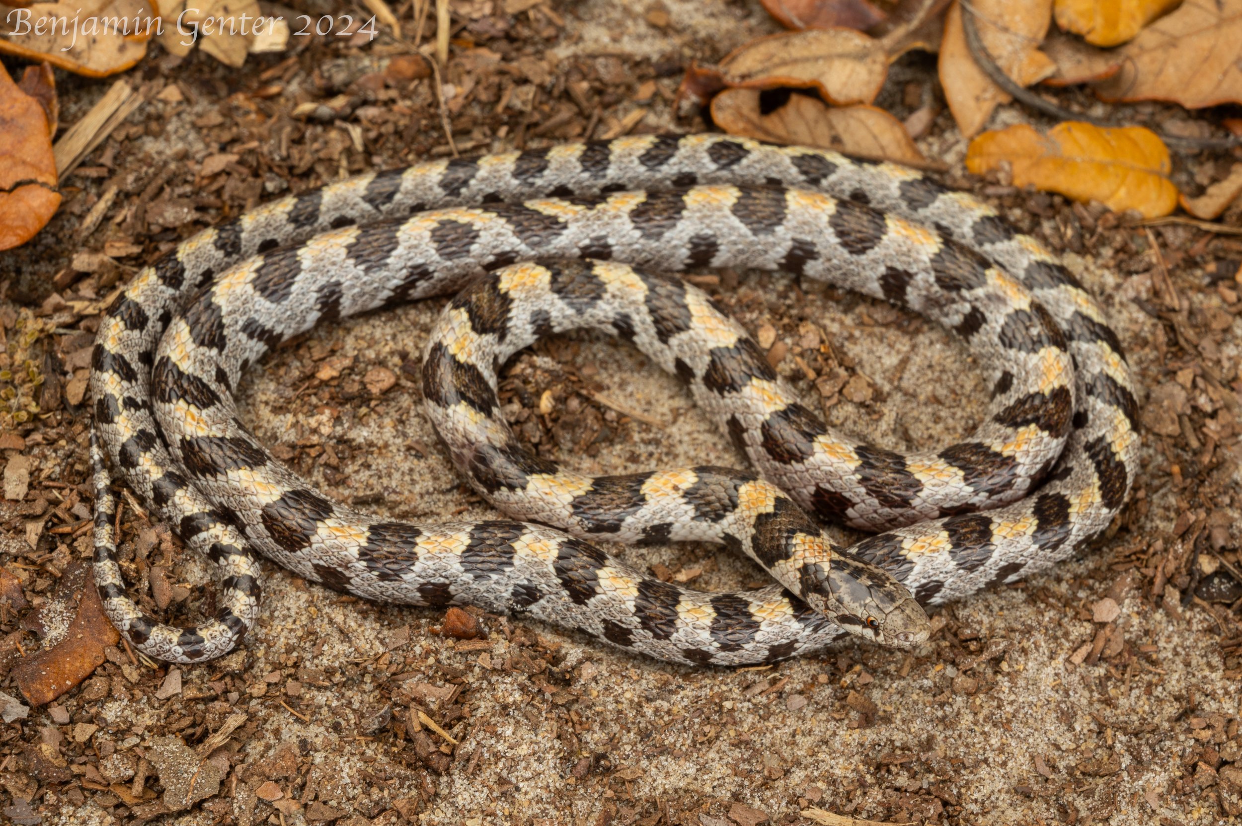 Short-tailed Kingsnake (Lampropeltis extenuata)