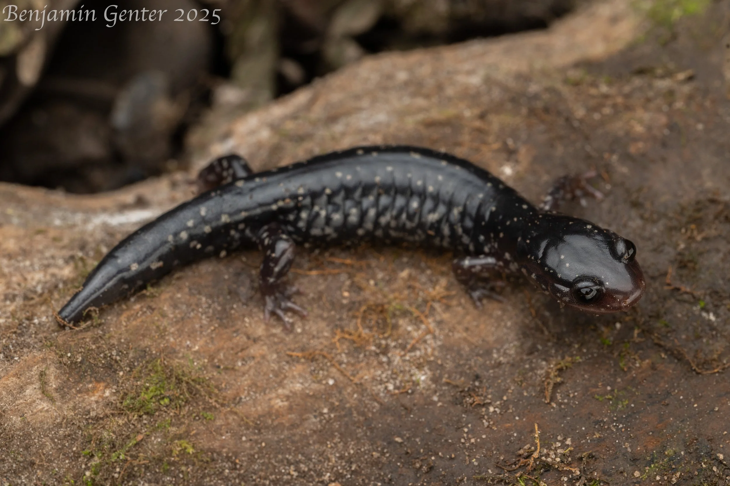 Mississippi Slimy Salamander (Plethodon mississippi)