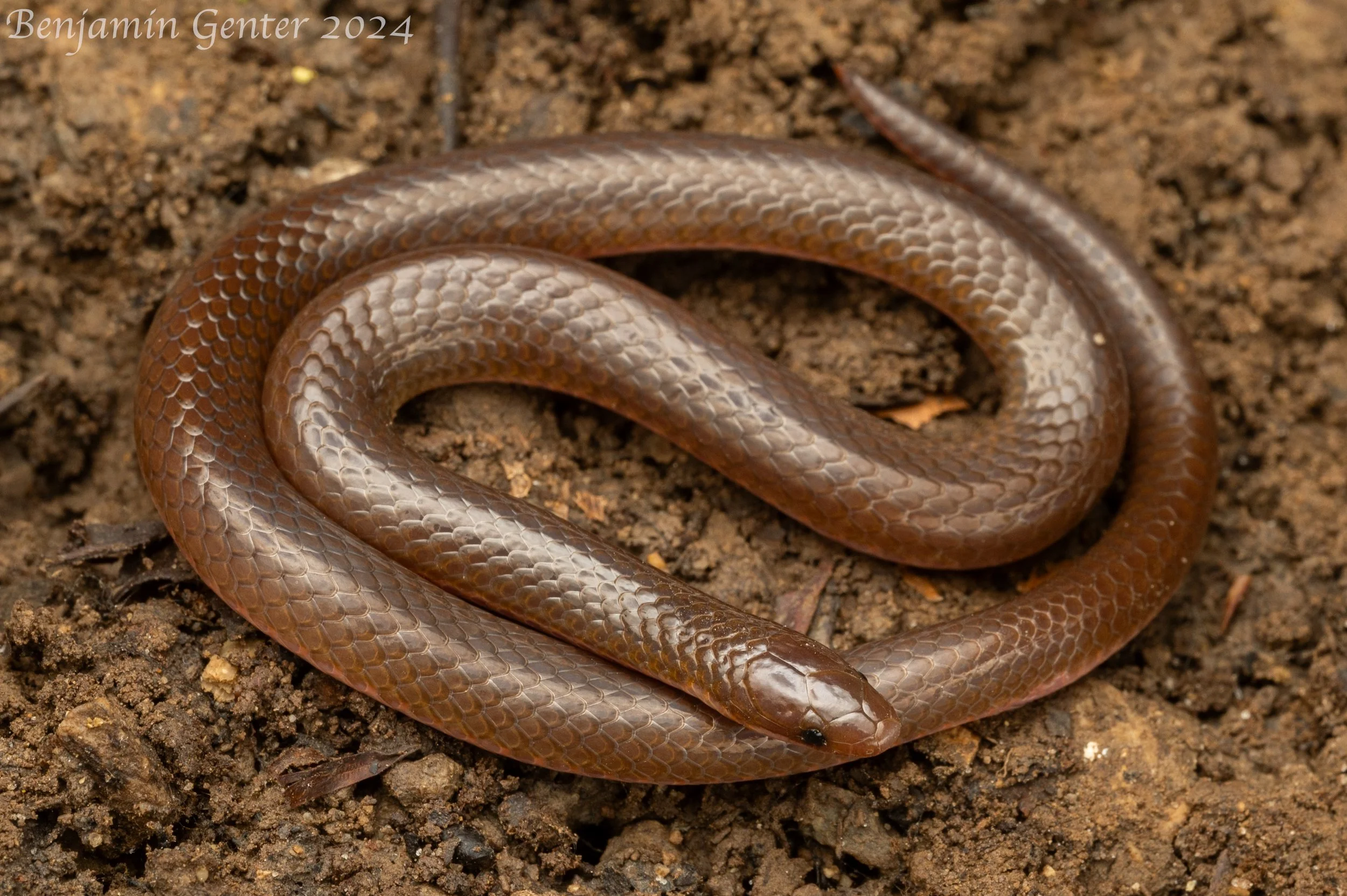 Common Wormsnake (Carphophis amoenus)