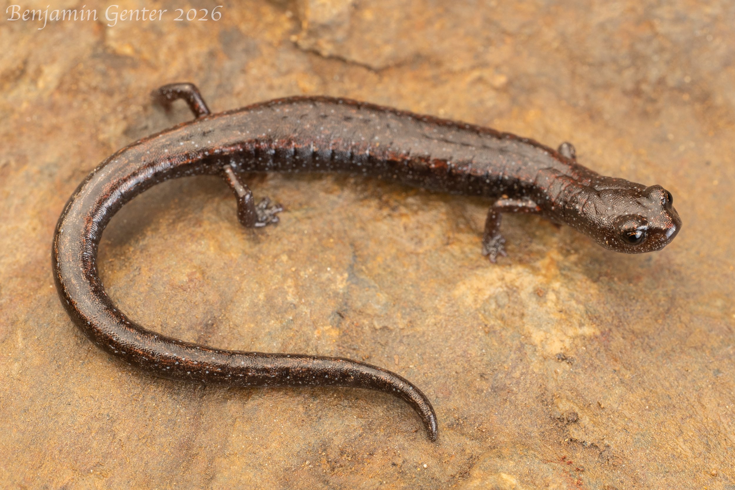 Greenhorn Mountains Slender Salamander (Batrachoseps altasierrae)