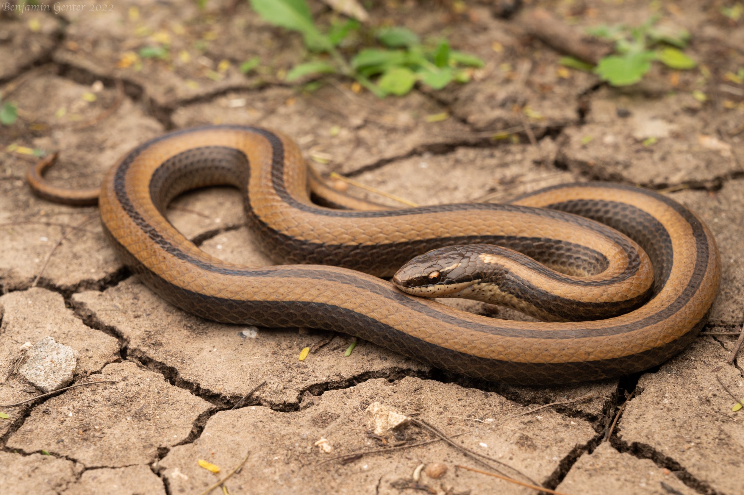 Regal Black-striped Snake (Coniophanes imperialis)