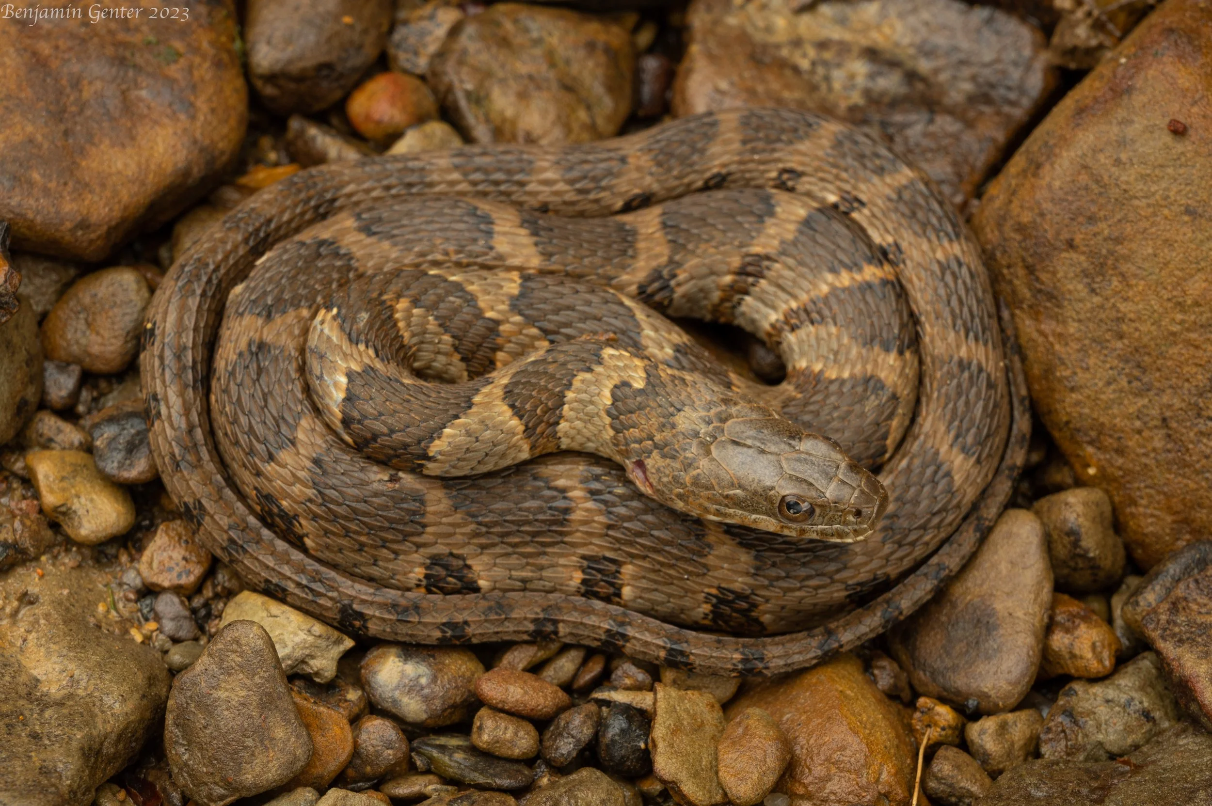 Common Watersnake (Nerodia sipedon)