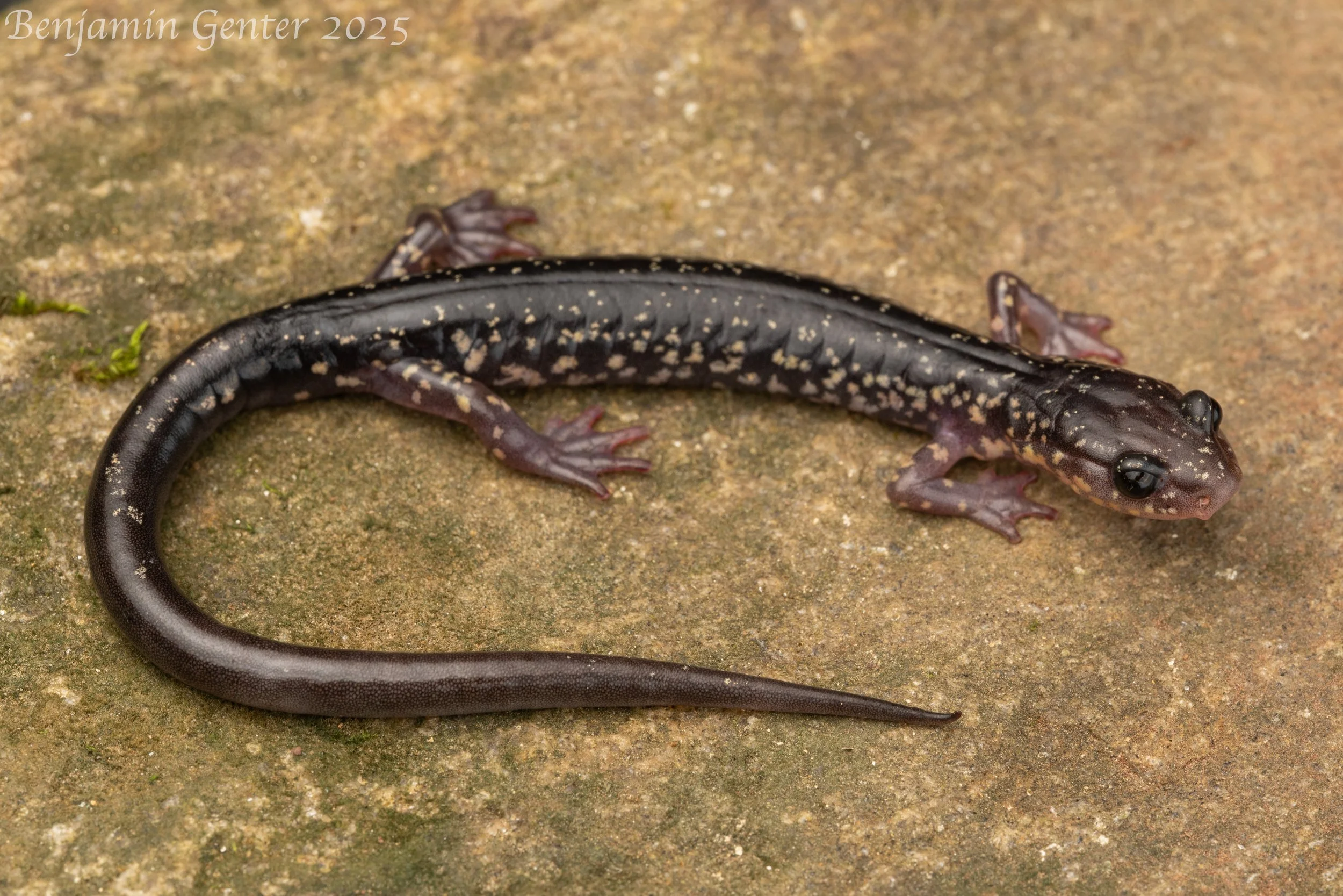 Cow Knob Salamander (Plethodon punctatus)