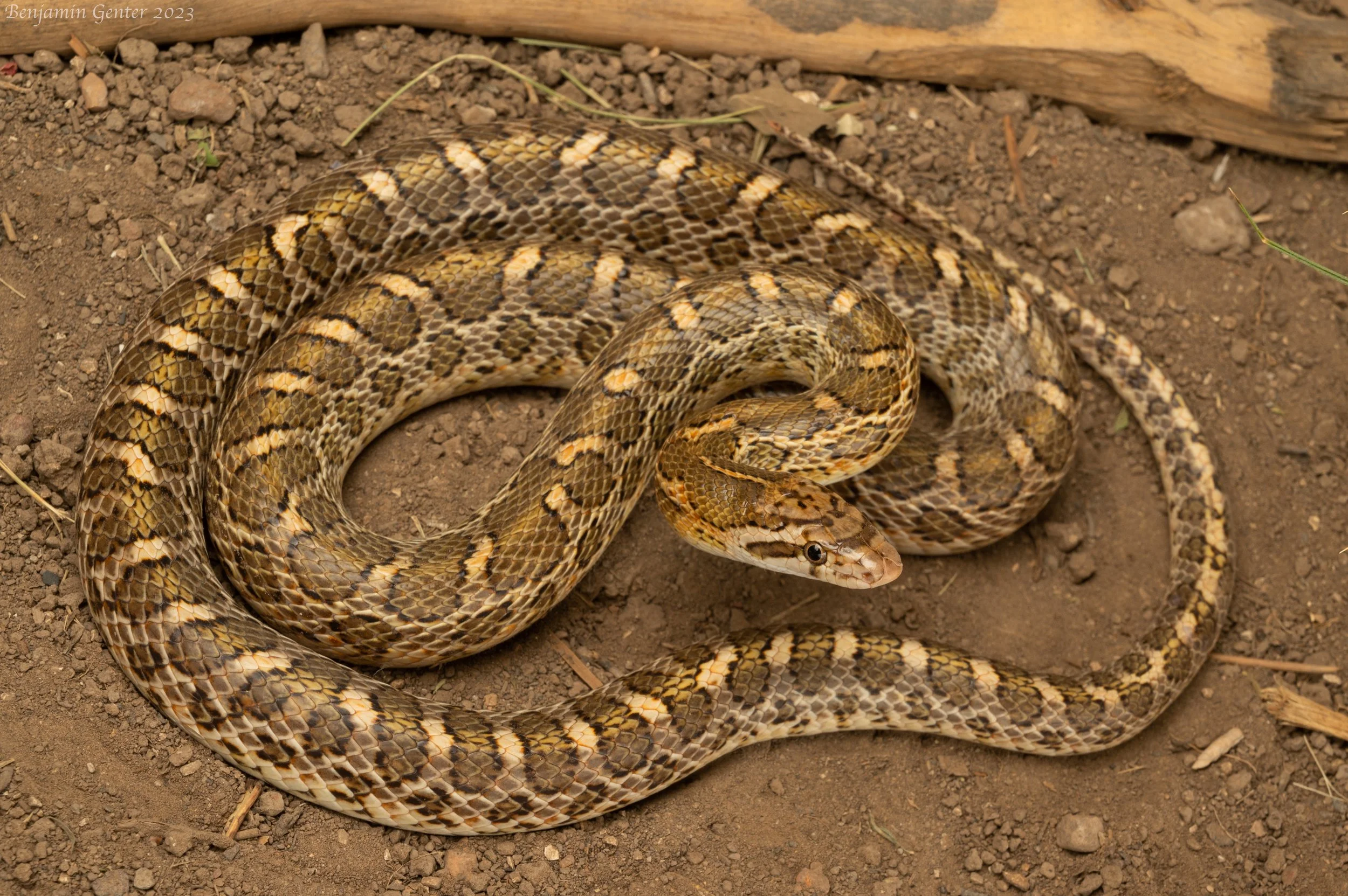 Common Glossy Snake (Arizona elegans)
