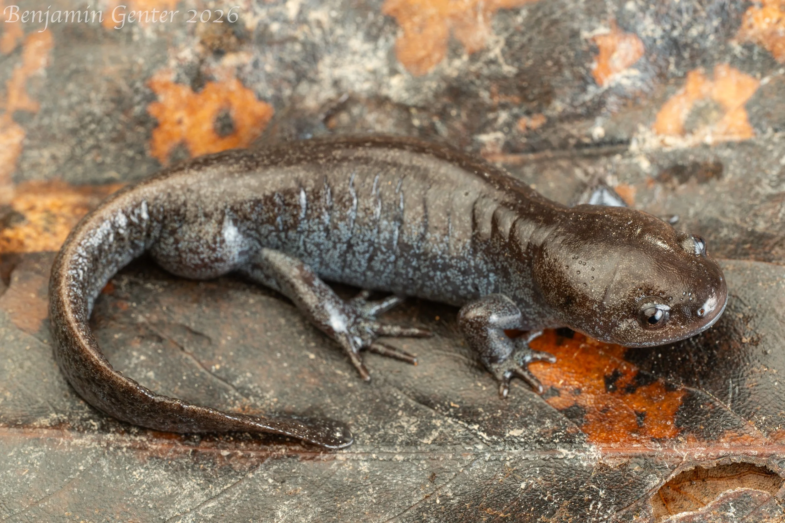 Mole Salamander (Ambystoma talpoideum)