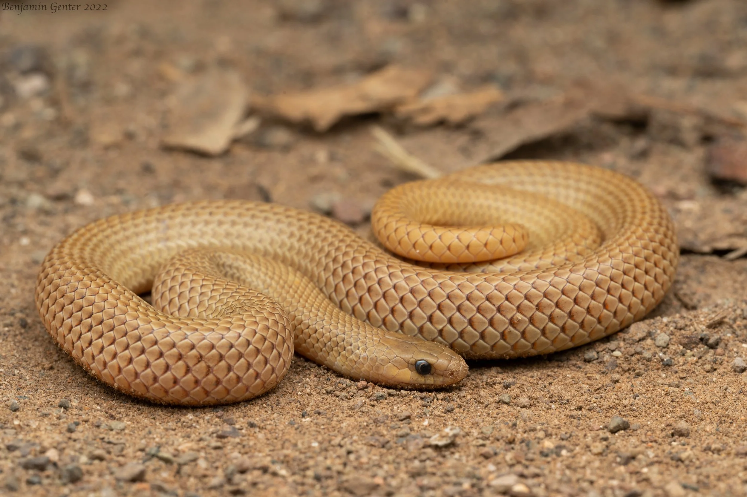 Great Plains Groundsnake (Sonora episcopa)