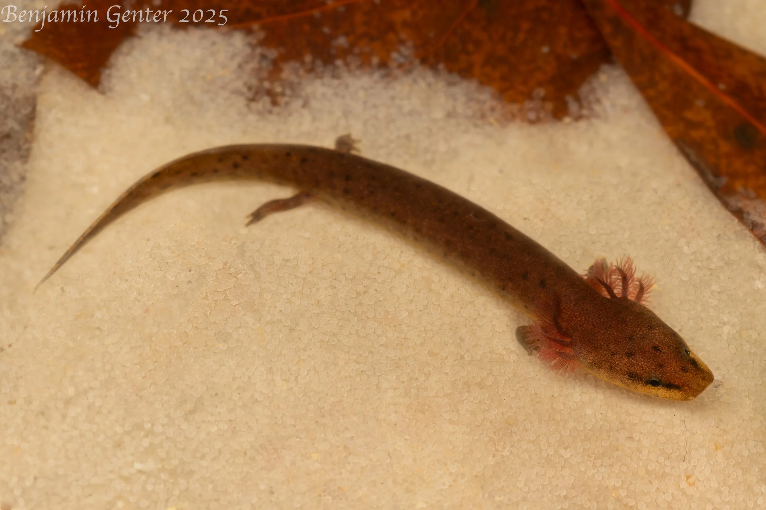 Escambia Waterdog (Necturus mounti)