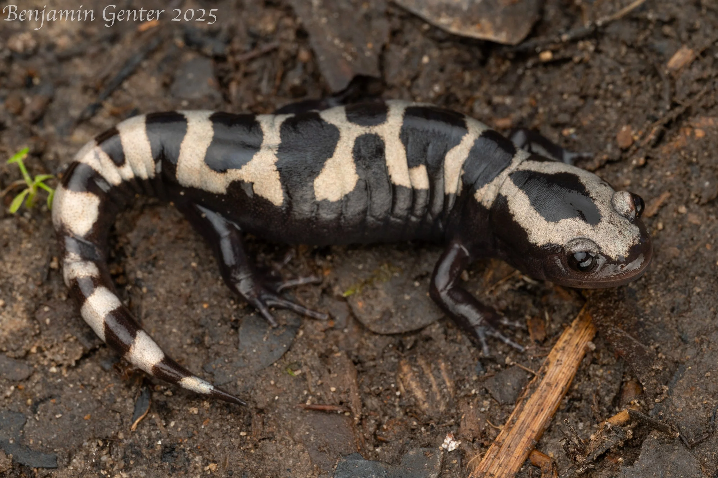 Marbled Salamander (Ambystoma opacum)