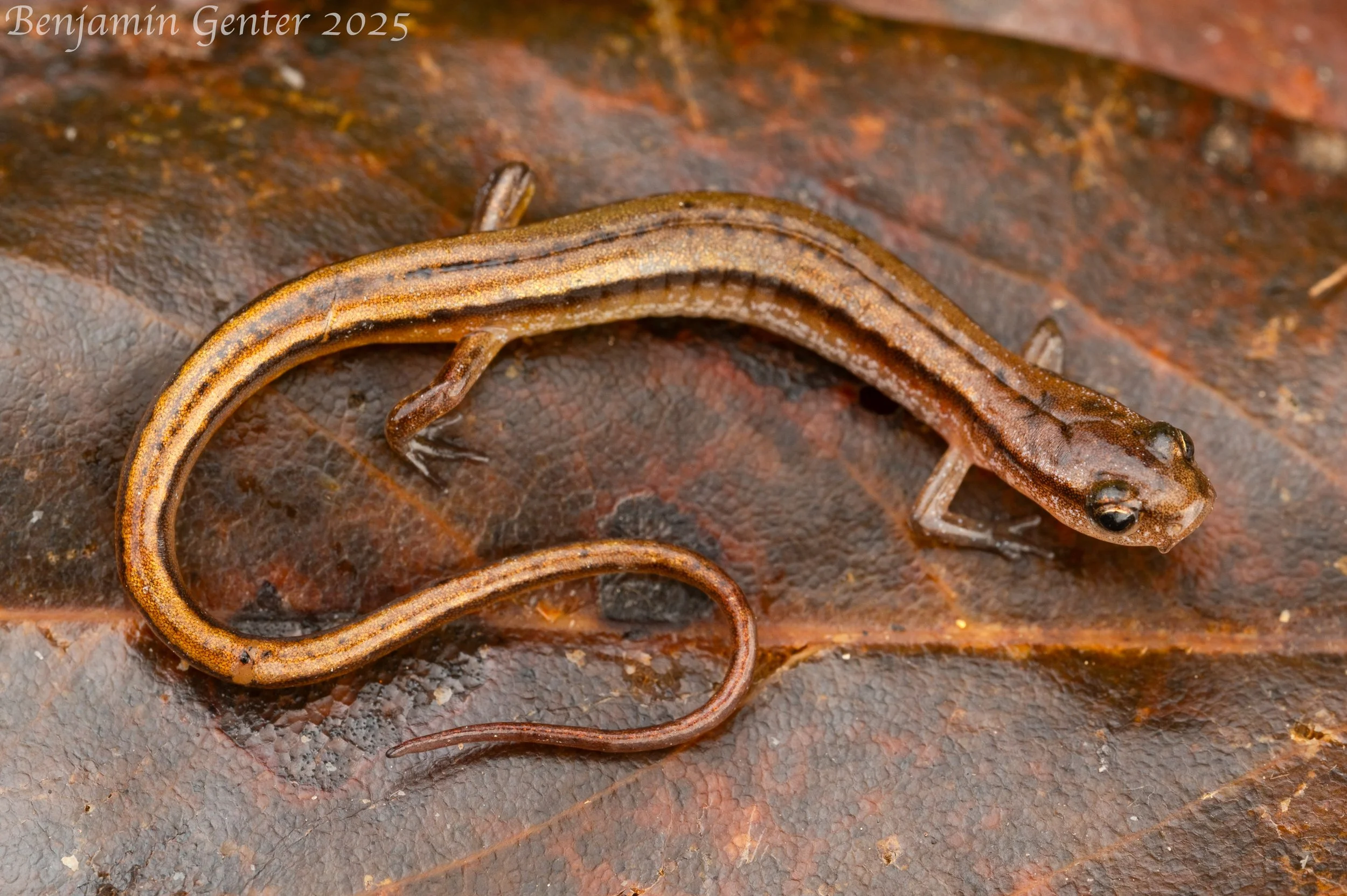 Chamberlain's Dwarf Salamander (Eurycea chamberlaini)