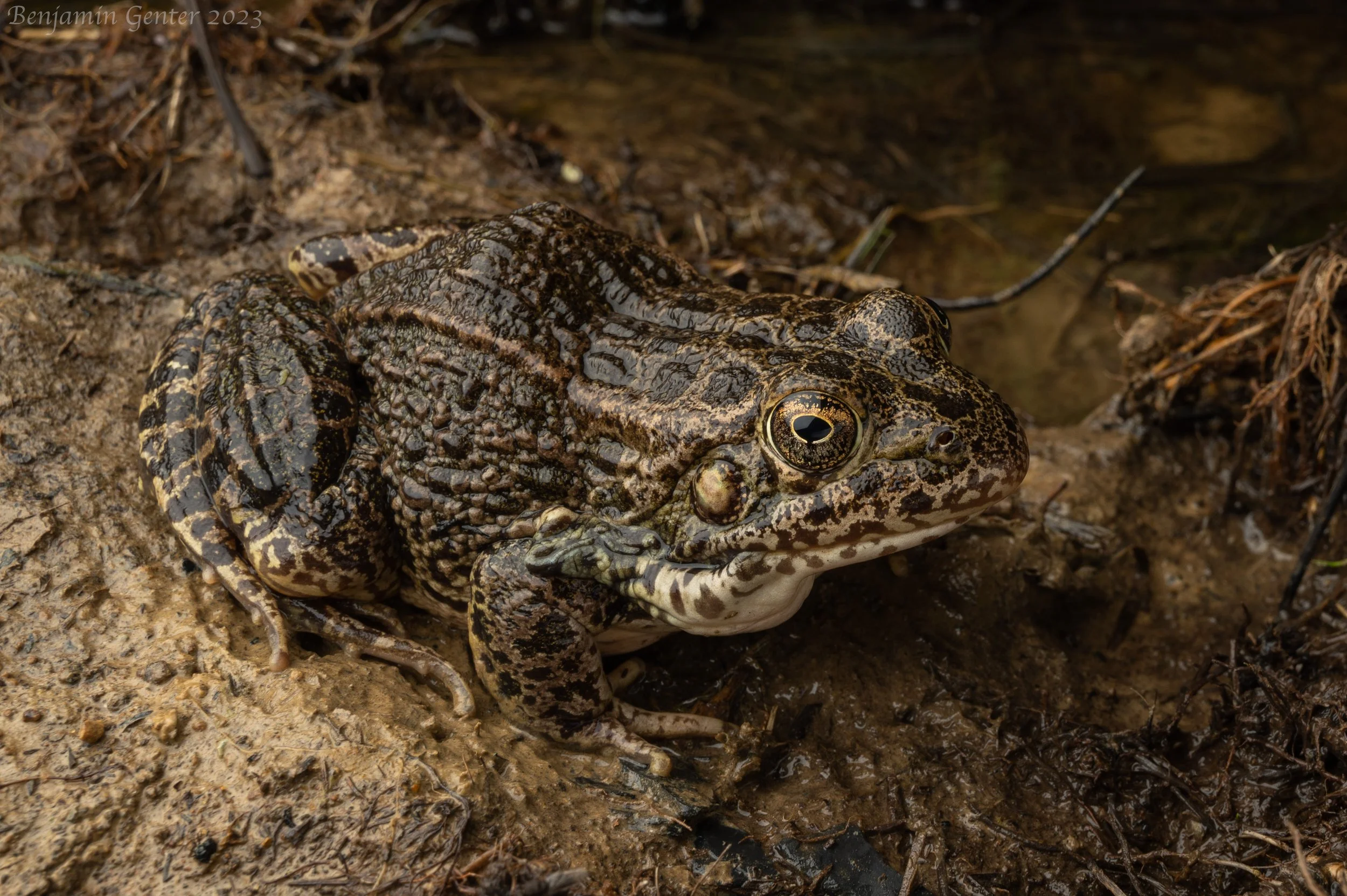 Crawfish Frog (Rana areolata)