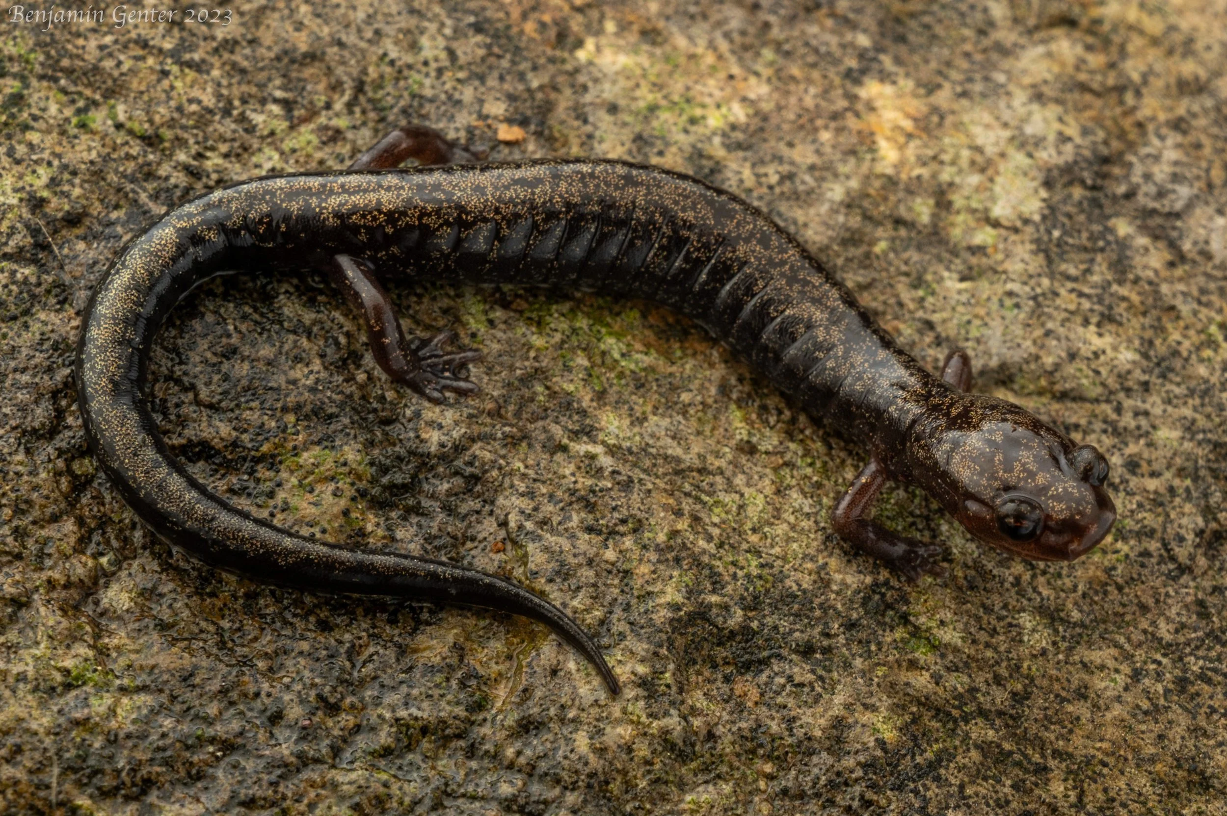 Southern Ravine Salamander (Plethodon richmondi)
