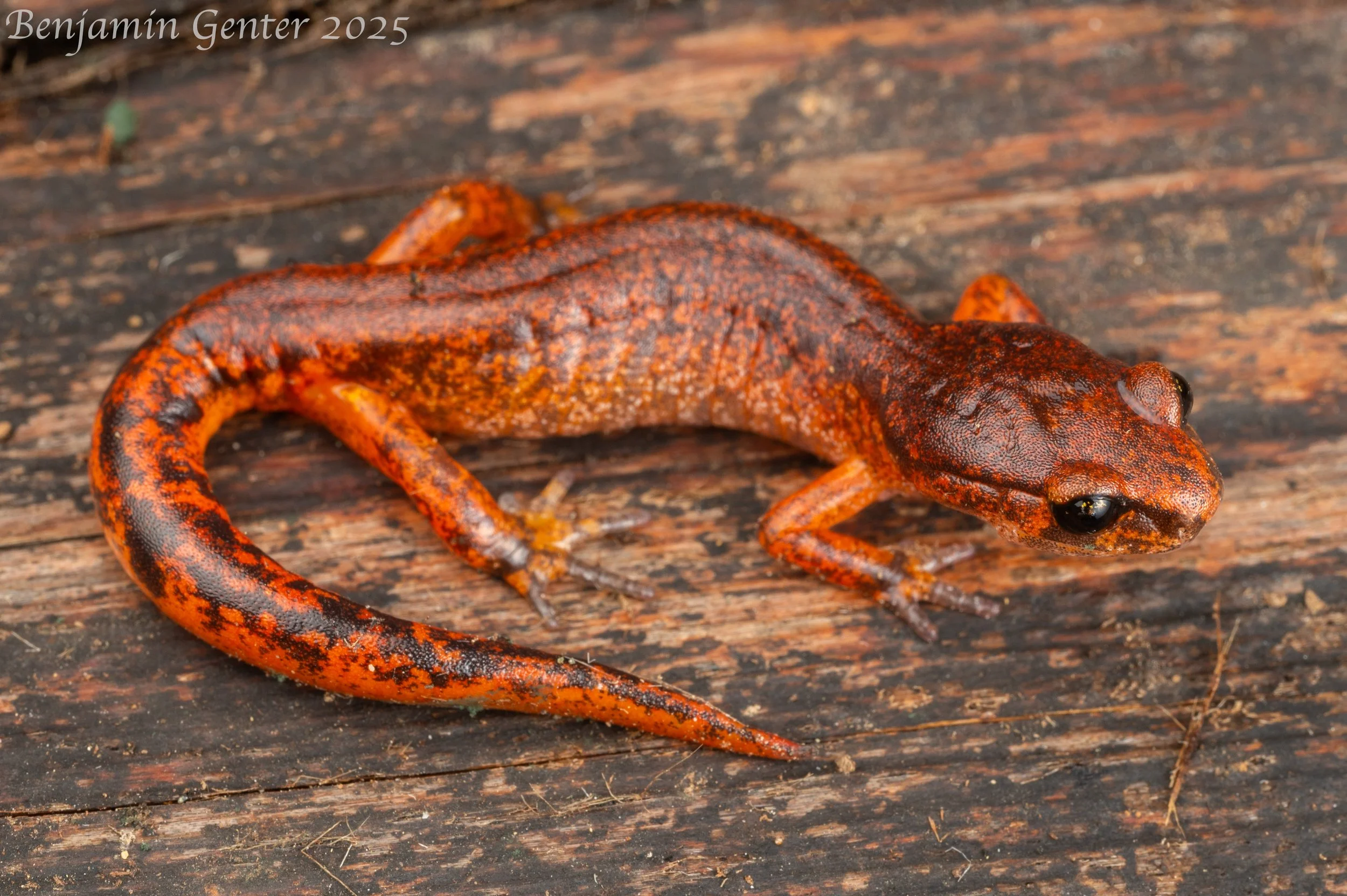 Ensatina (Ensatina eschscholtzii)