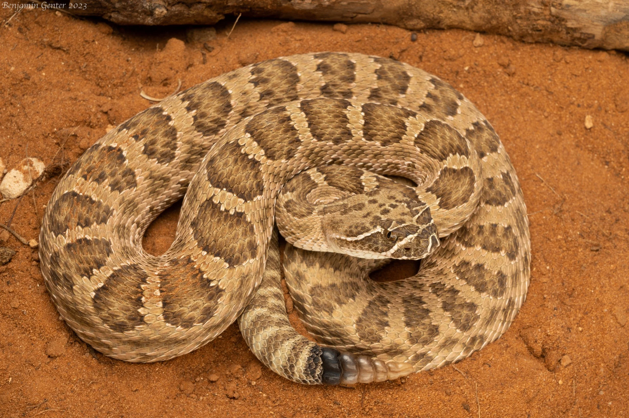 Prairie Rattlesnake (Crotalus viridis)