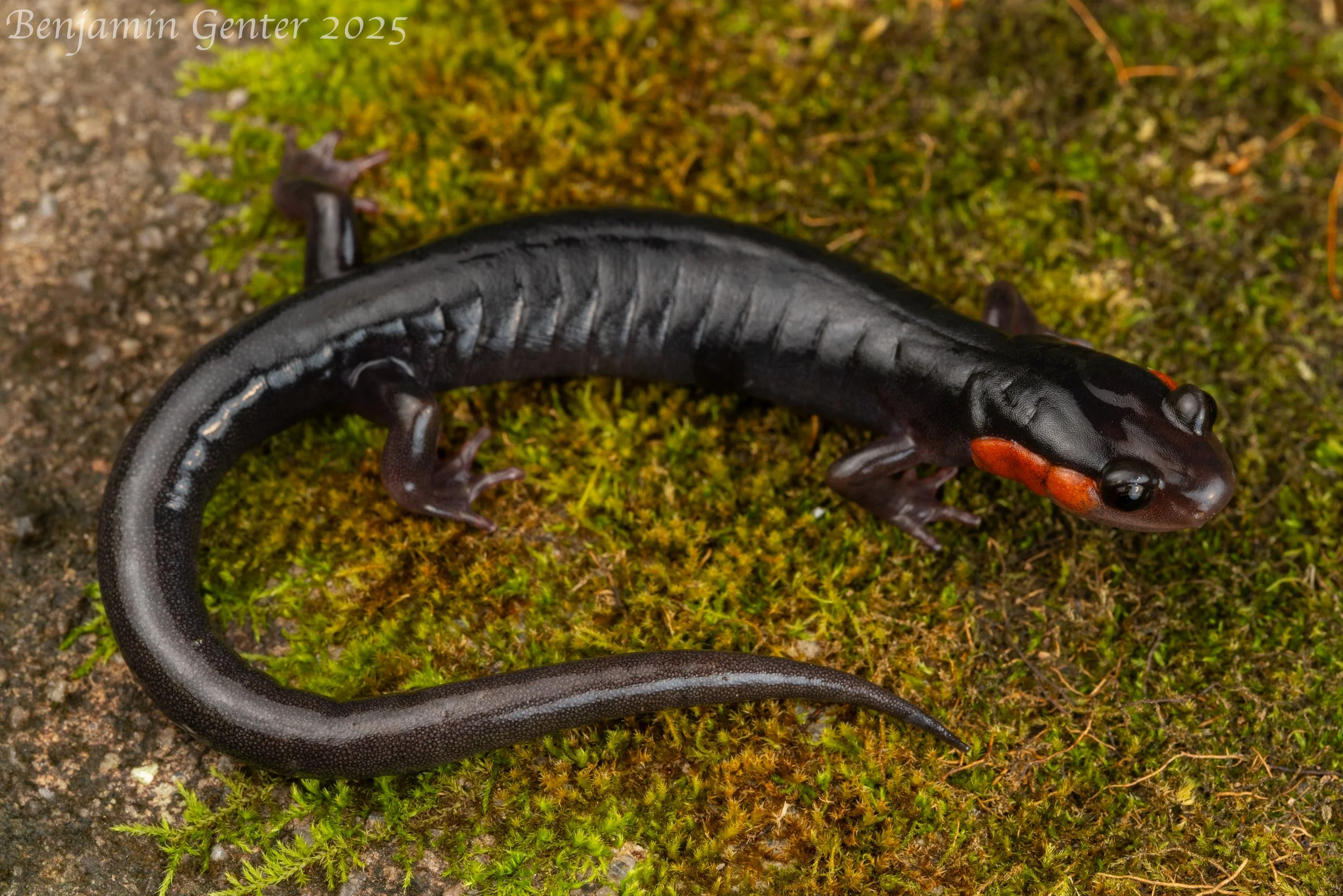 Jordan's Salamander (Plethodon jordani)