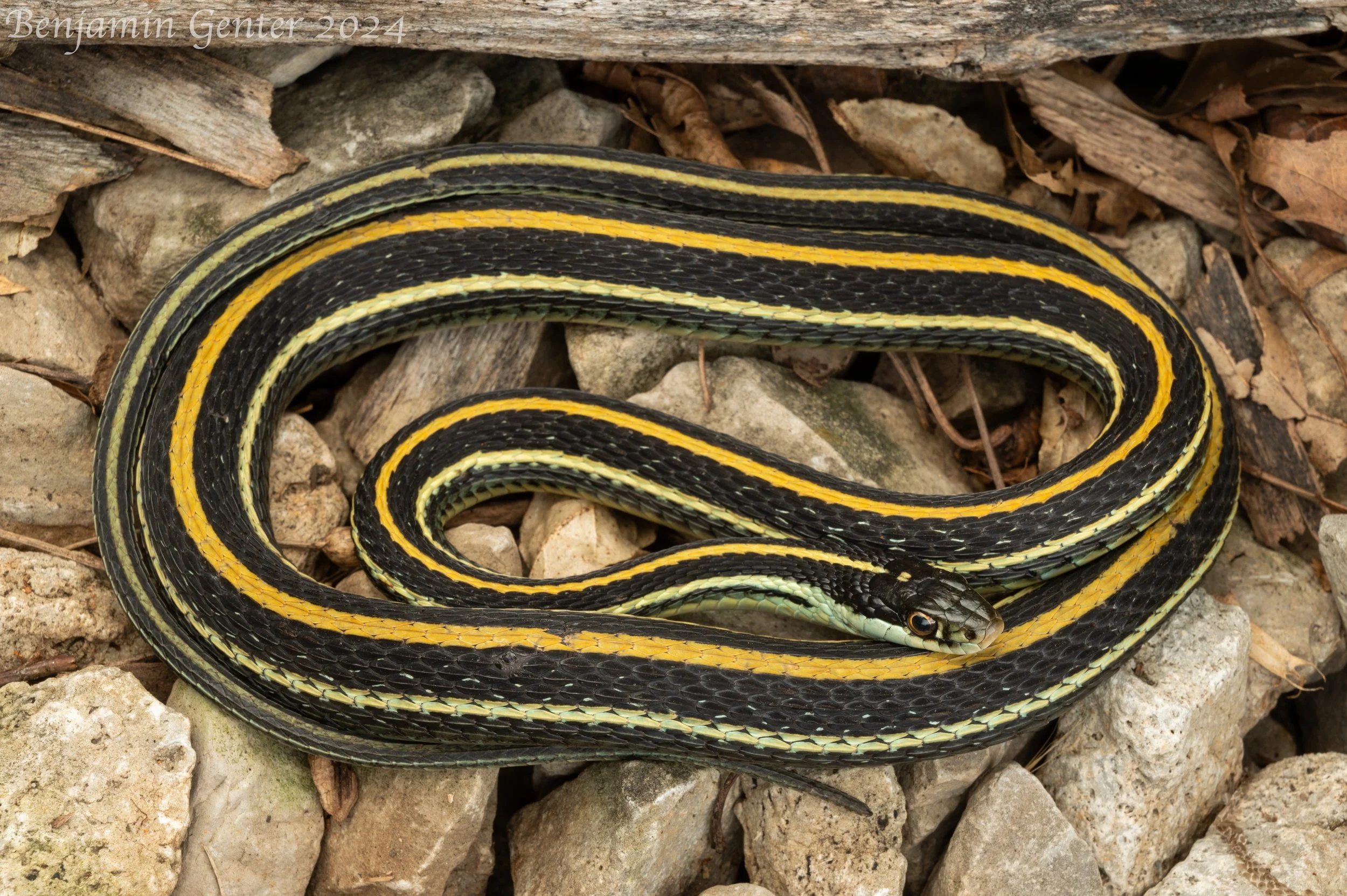 Western Ribbonsnake (Thamnophis proximus)