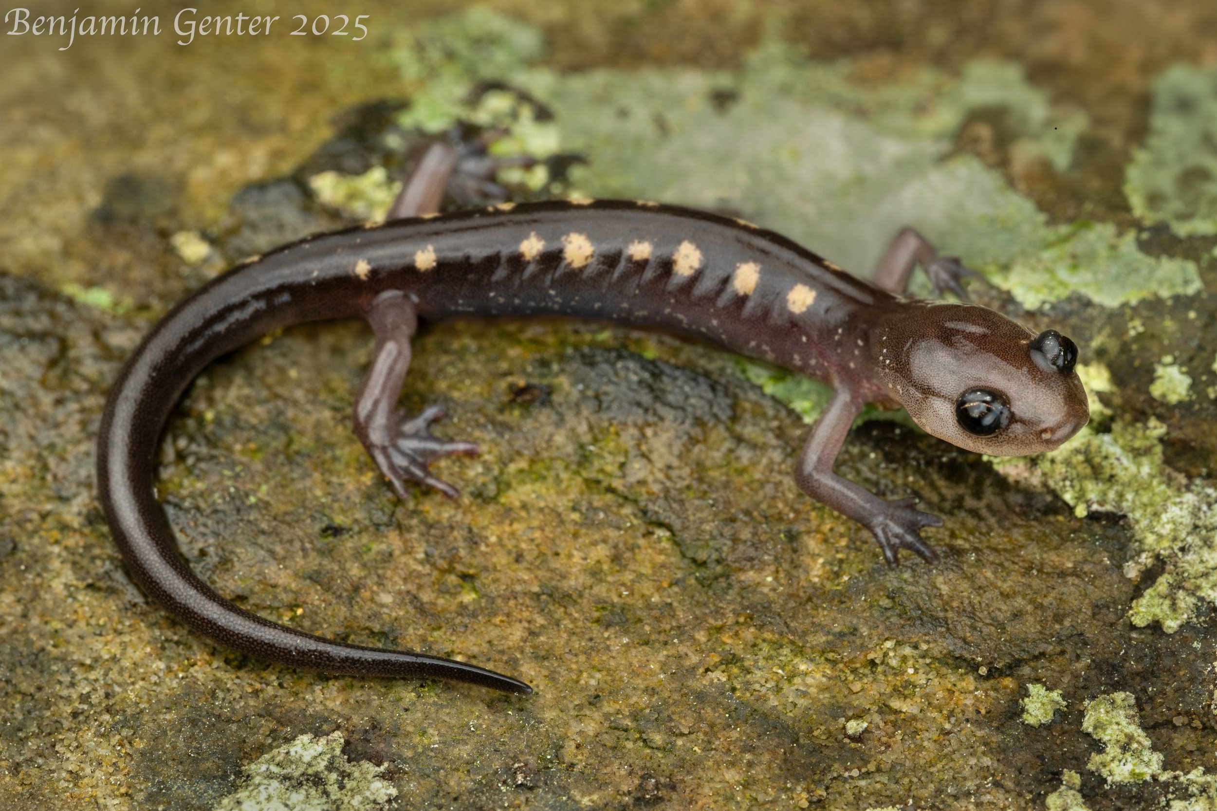 Yellow-spotted Woodland Salamander (Plethodon pauleyi)