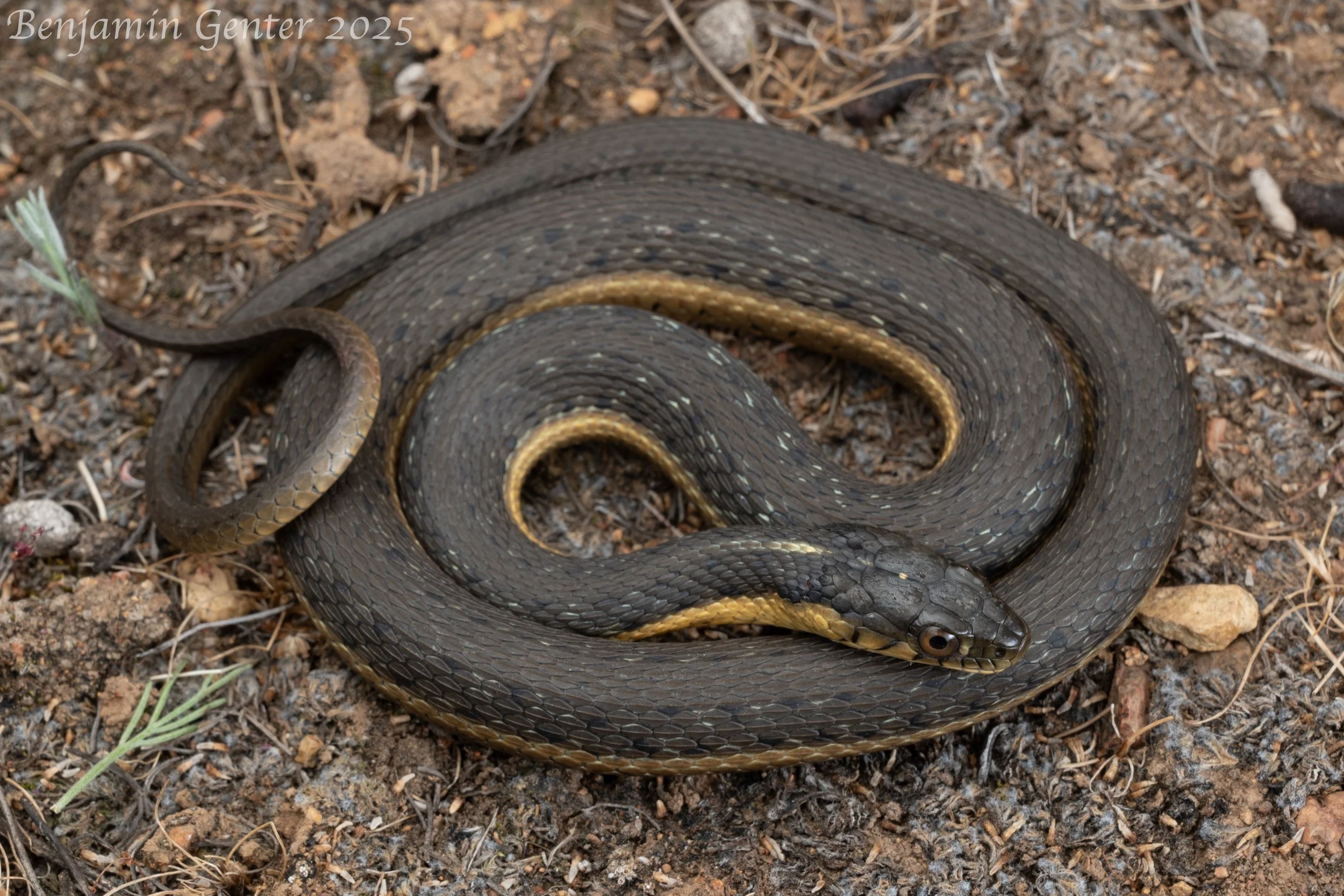 Two-striped Gartersnake (Thamnophis hammondi)