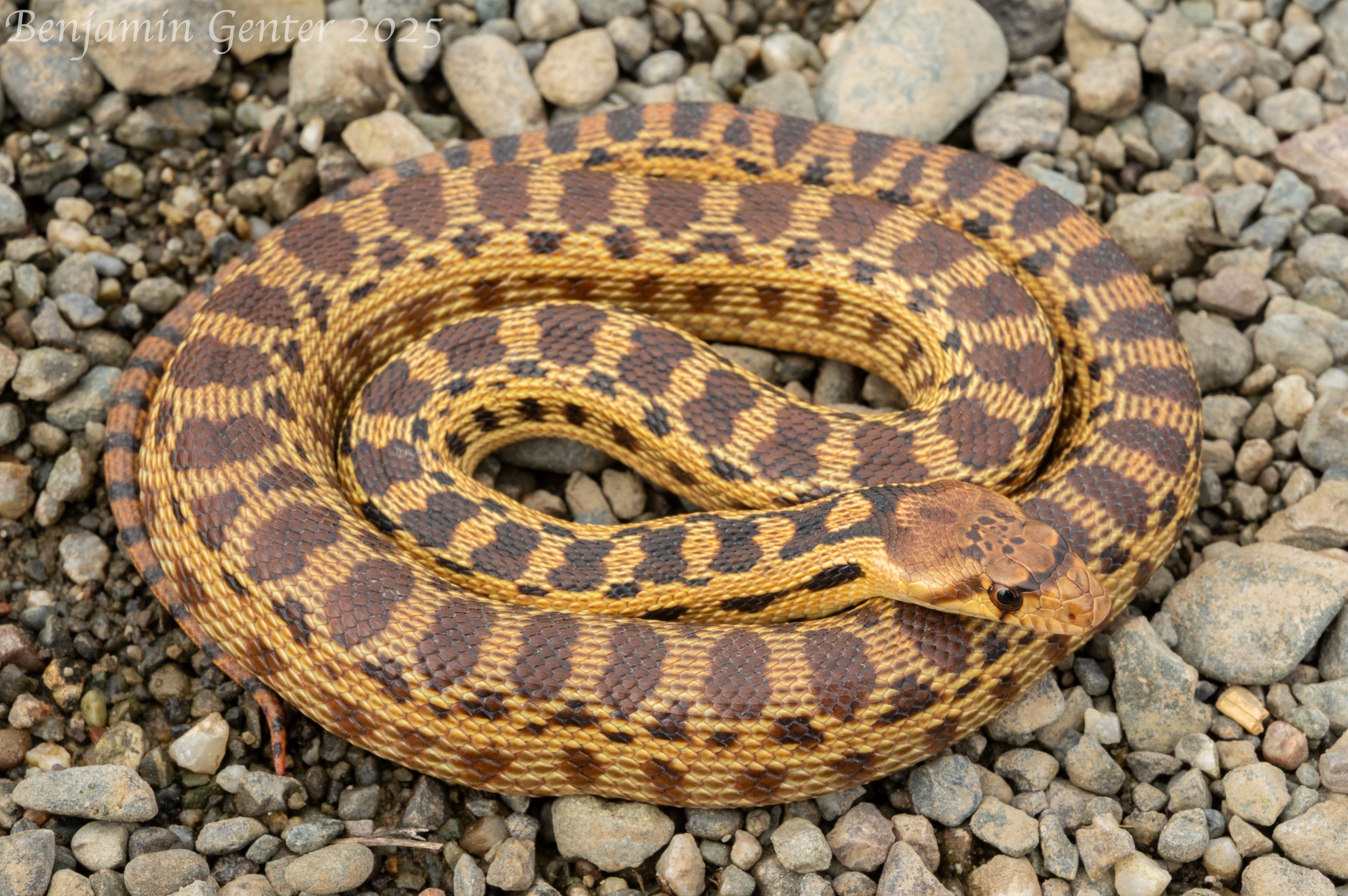 Pacific Gophersnake (Pituophis catenifer catenifer)