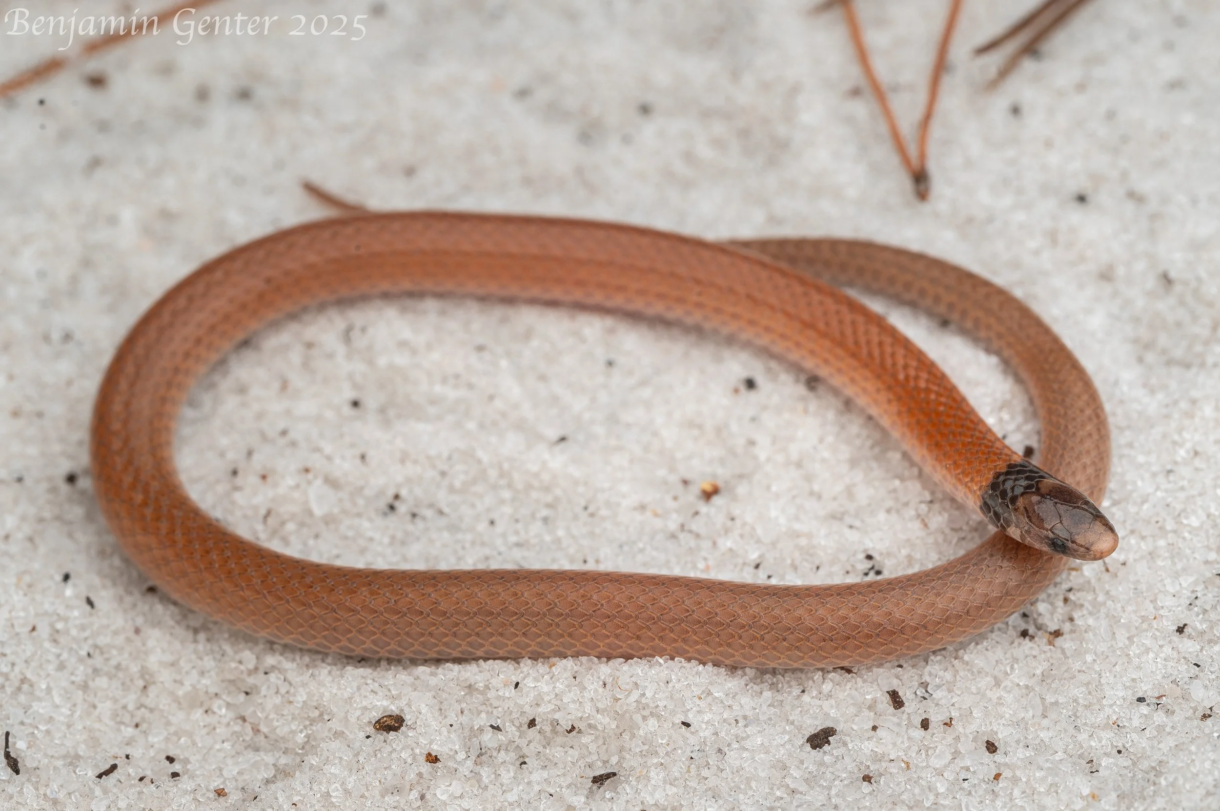 Coastal Dunes Crowned Snake (Tantilla relicta pamlica)