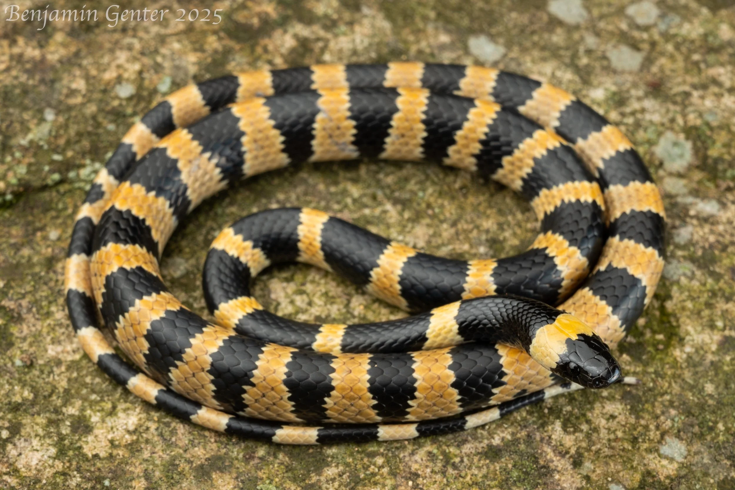 Sichuan Wolf Snake (Lycodon liuchenchaoi)