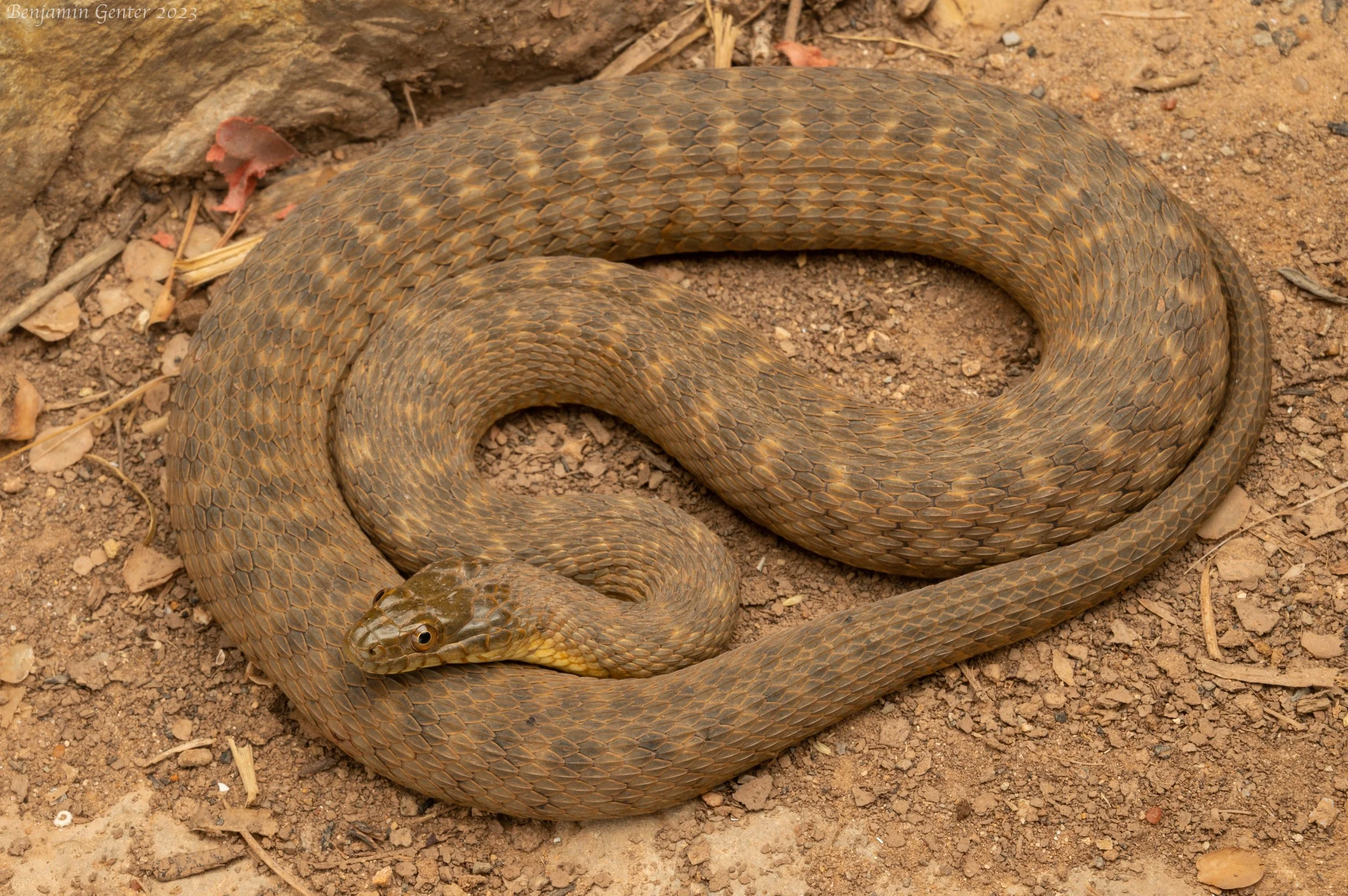 Concho Watersnake (Nerodia paucimaculata)