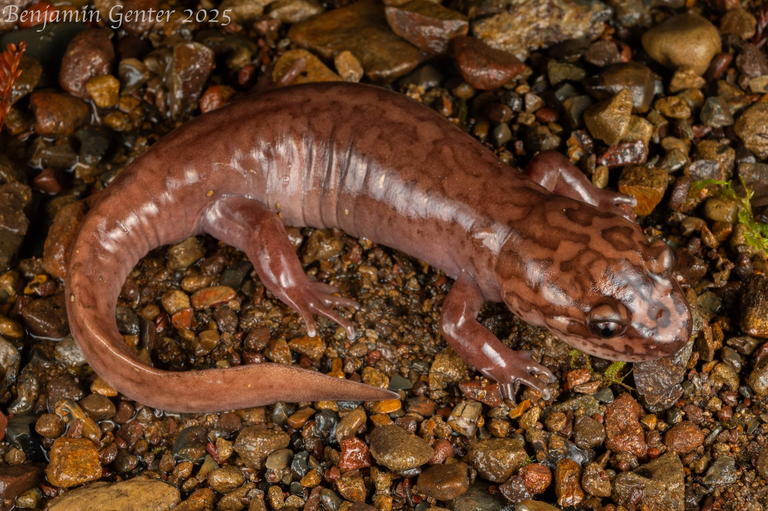 California Giant Salamander (Dicamptodon ensatus)