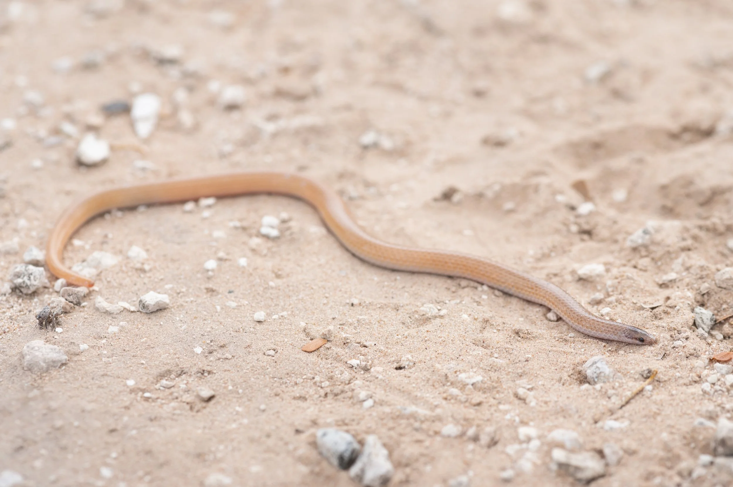 Flat-headed Snake (Tantilla gracilis)