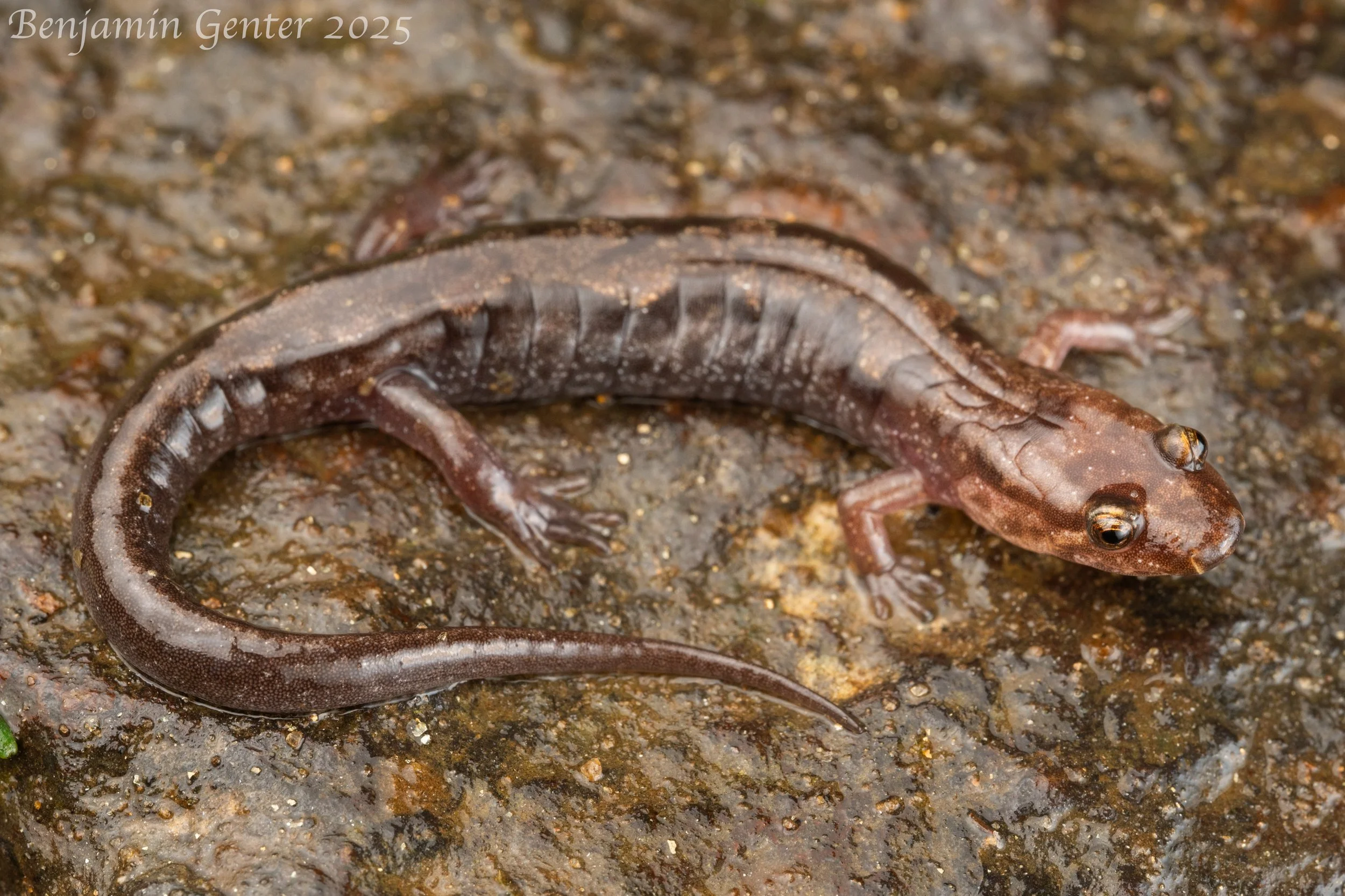 Great Balsam's Dusky Salamander (Desmognathus balsameus)